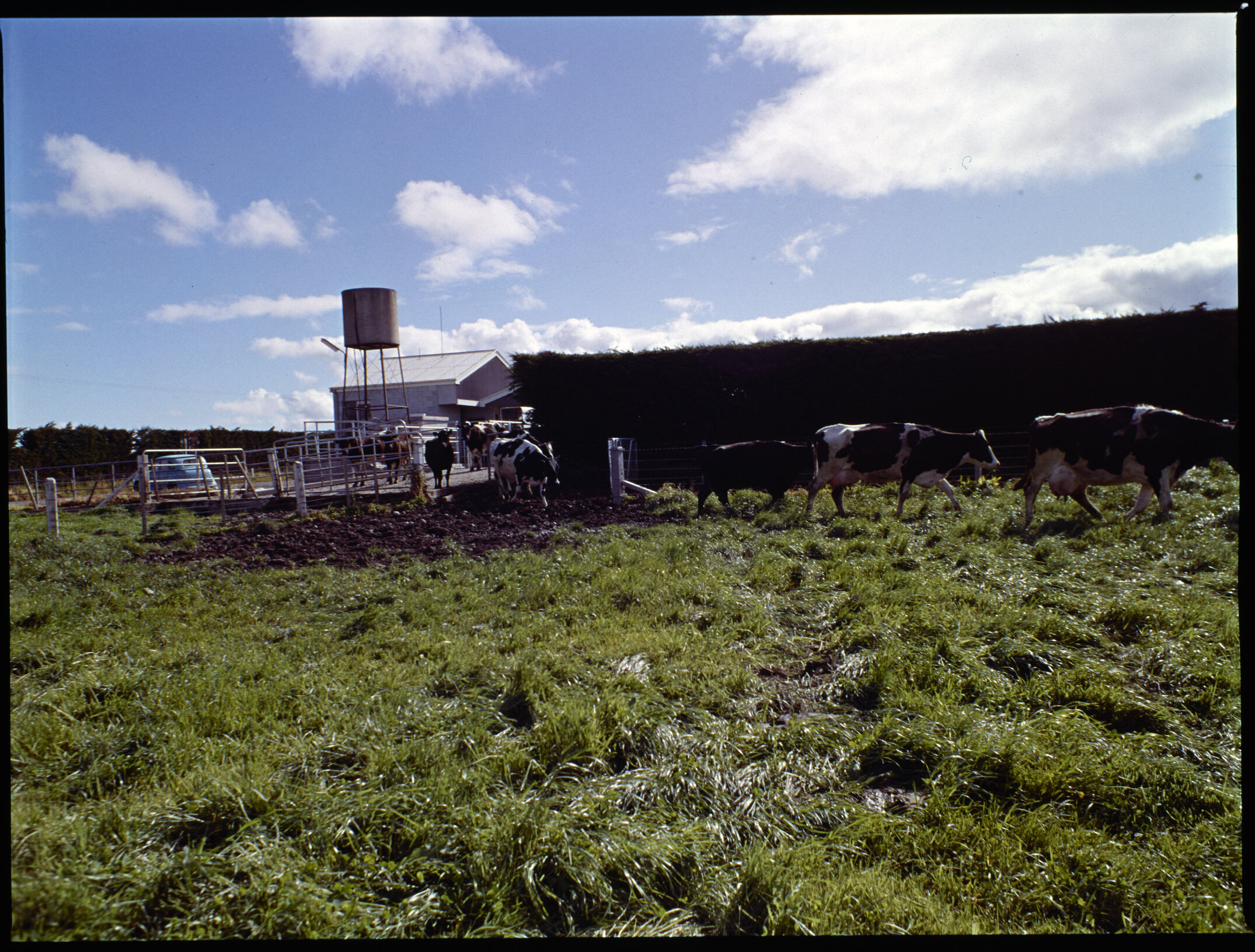 Lincoln College dairy farm, 1977 (2)