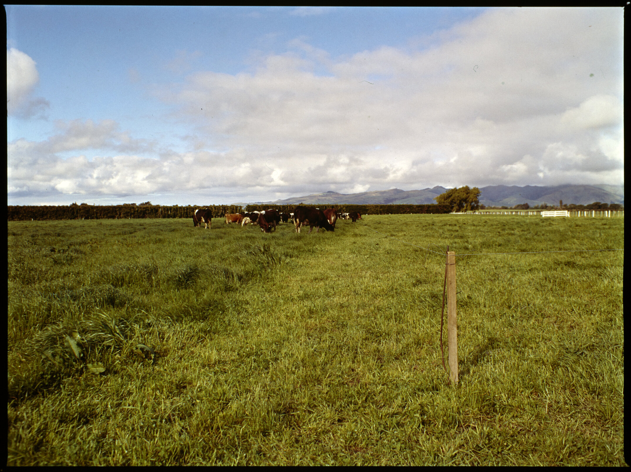 Lincoln College dairy farm, 1977 (3)