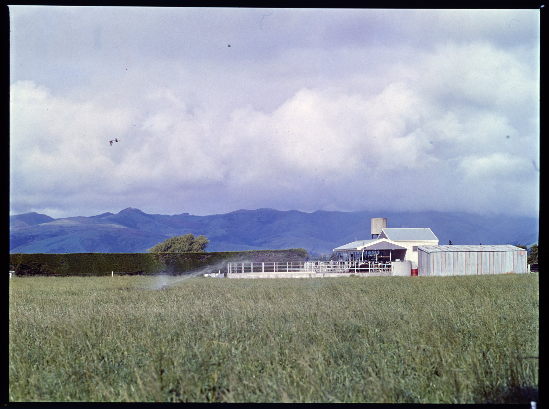 Lincoln College dairy farm, 1977 (4)