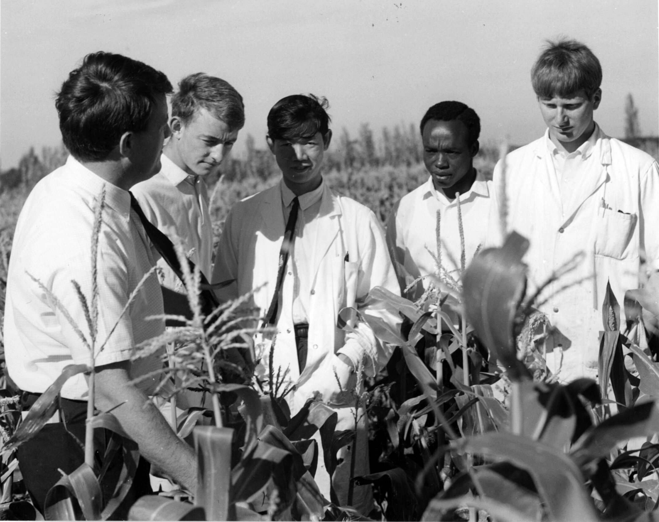 Lincoln College students examining corn plants 04