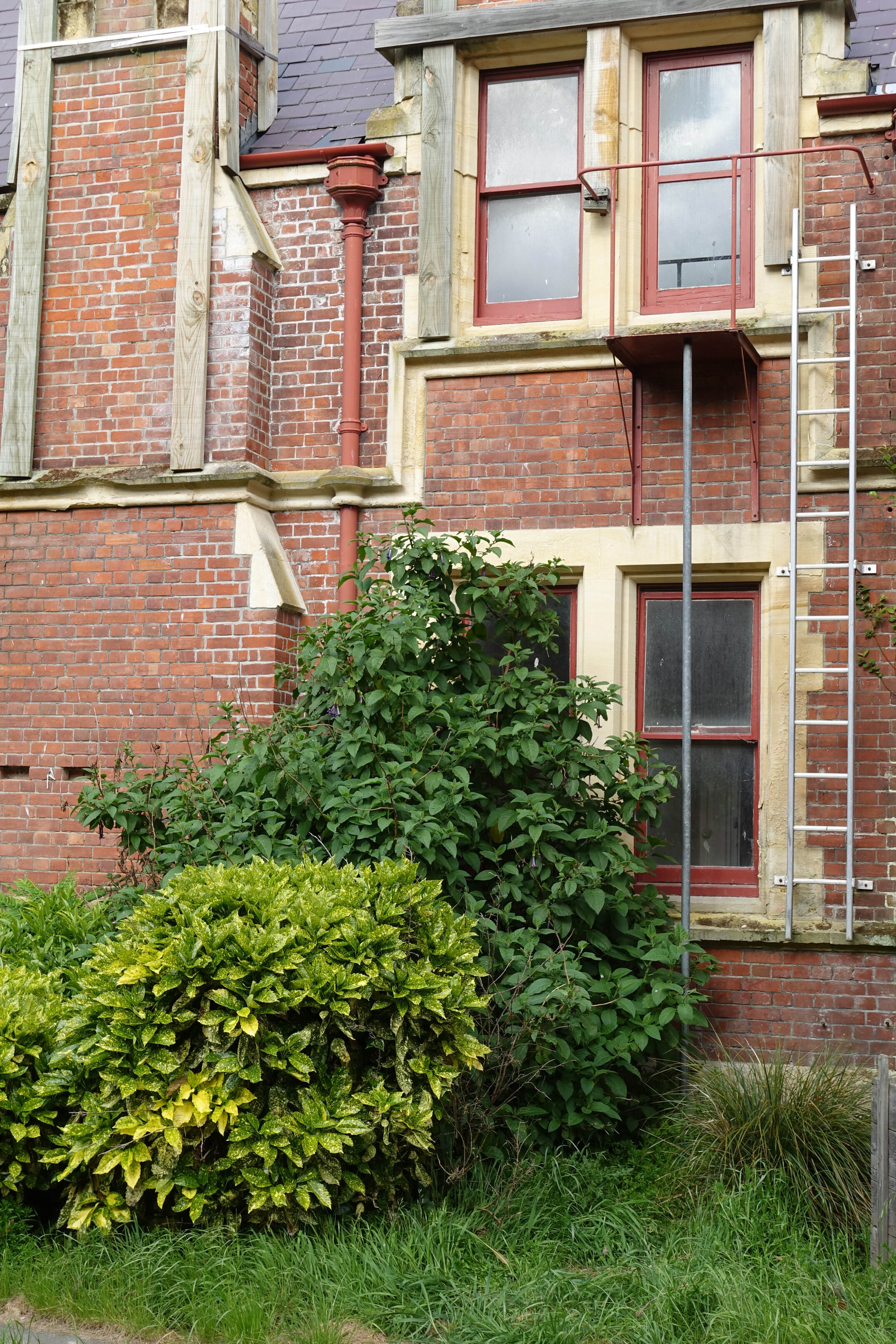 2018 Ivey Hall and Memorial Hall (4)