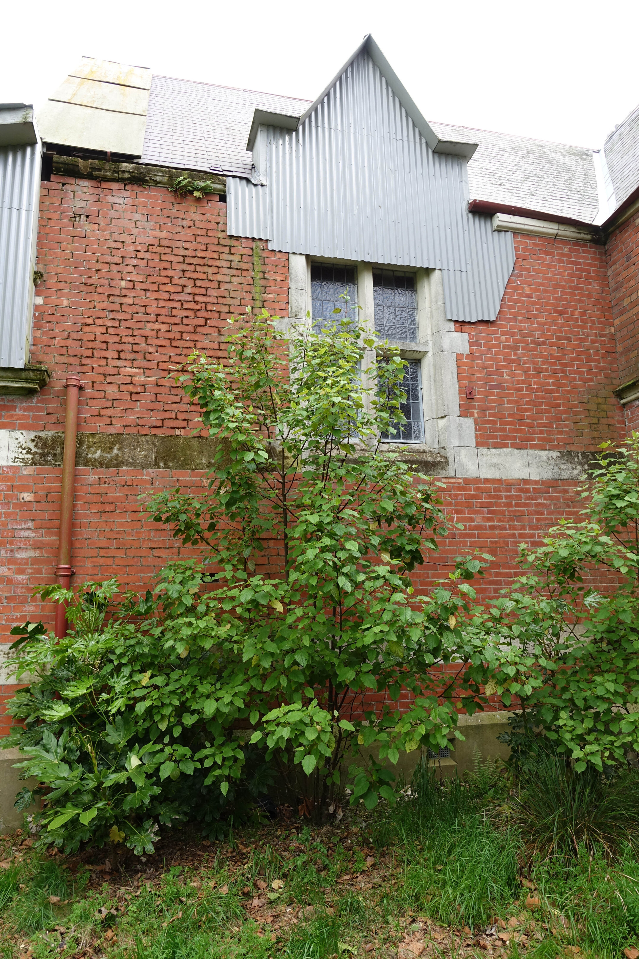 2018 Ivey Hall and Memorial Hall (60)