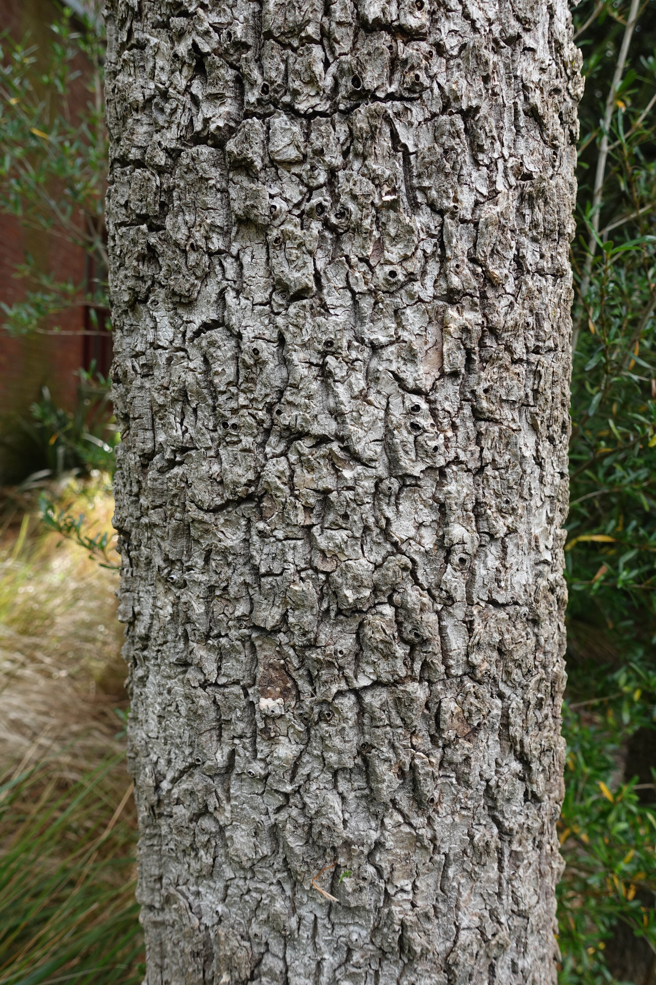 2018 Ivey Hall and Memorial Hall (66)