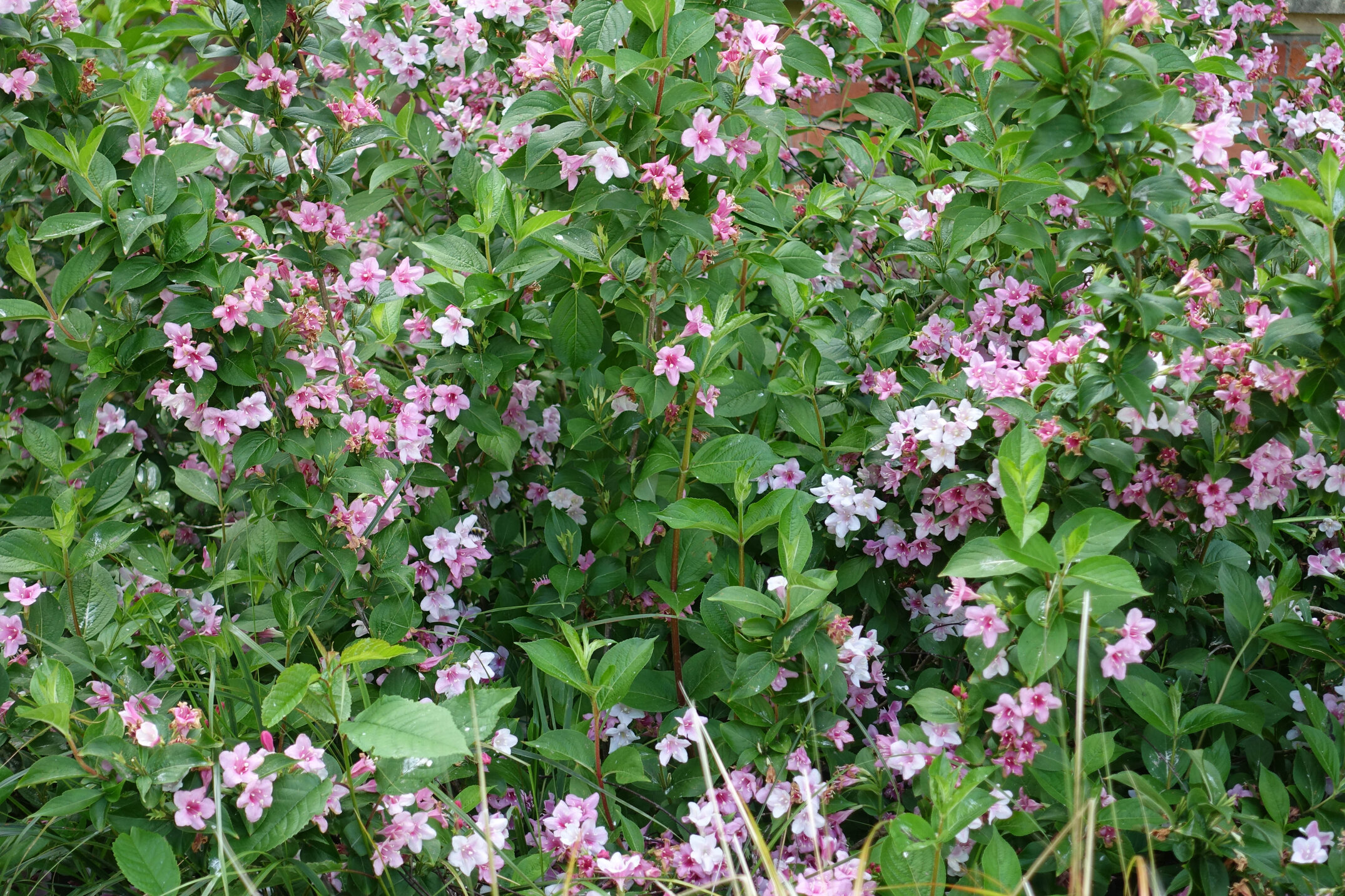 2018 Ivey Hall and Memorial Hall (87)
