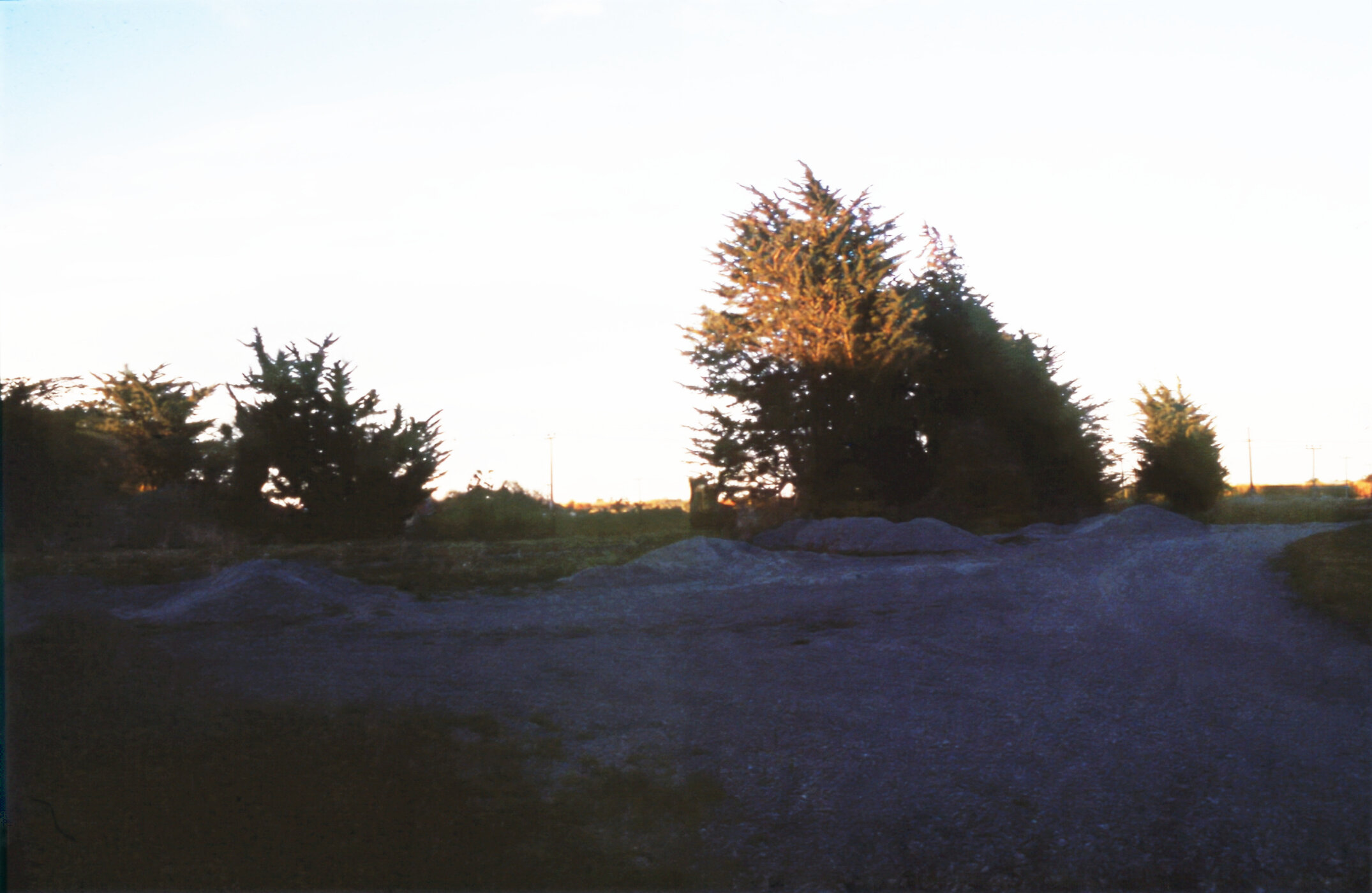 Lincoln Village Old Station yard - Macrocarpa trees half cut, 14 May 1990