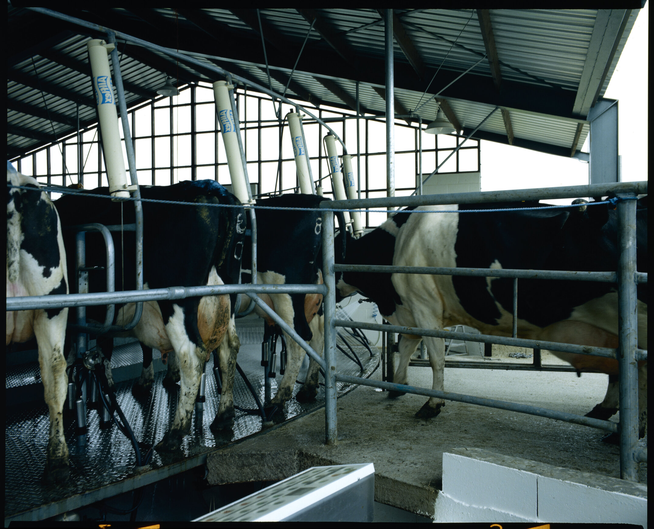 Lincoln college dairy farm, new milkin shed, 1985 (01)