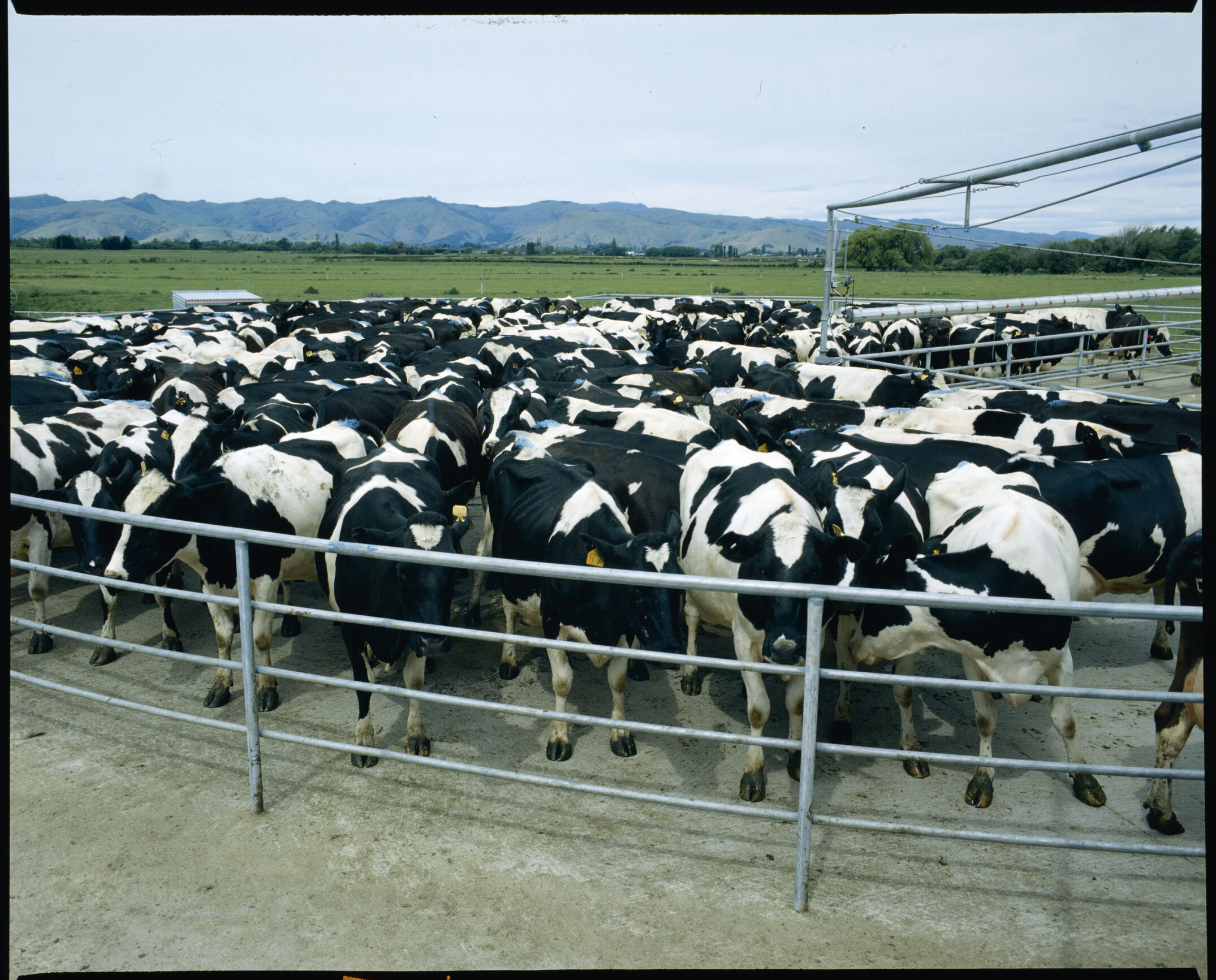 Lincoln college dairy farm, new milkin shed, 1985 (02)
