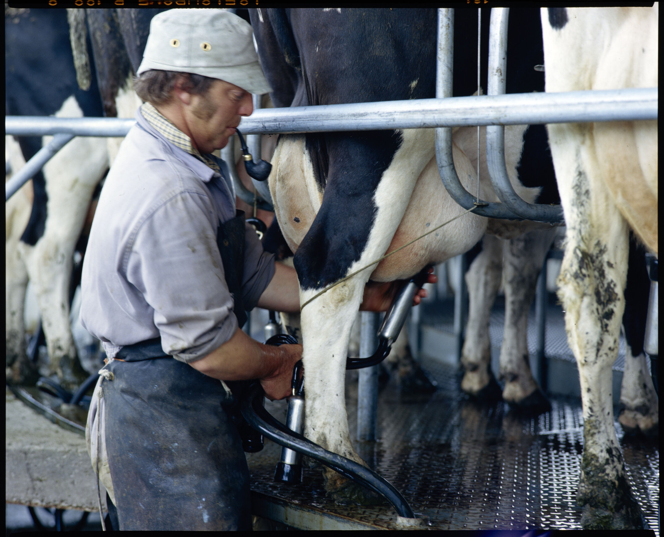 Lincoln college dairy farm, new milkin shed, 1985 (04)