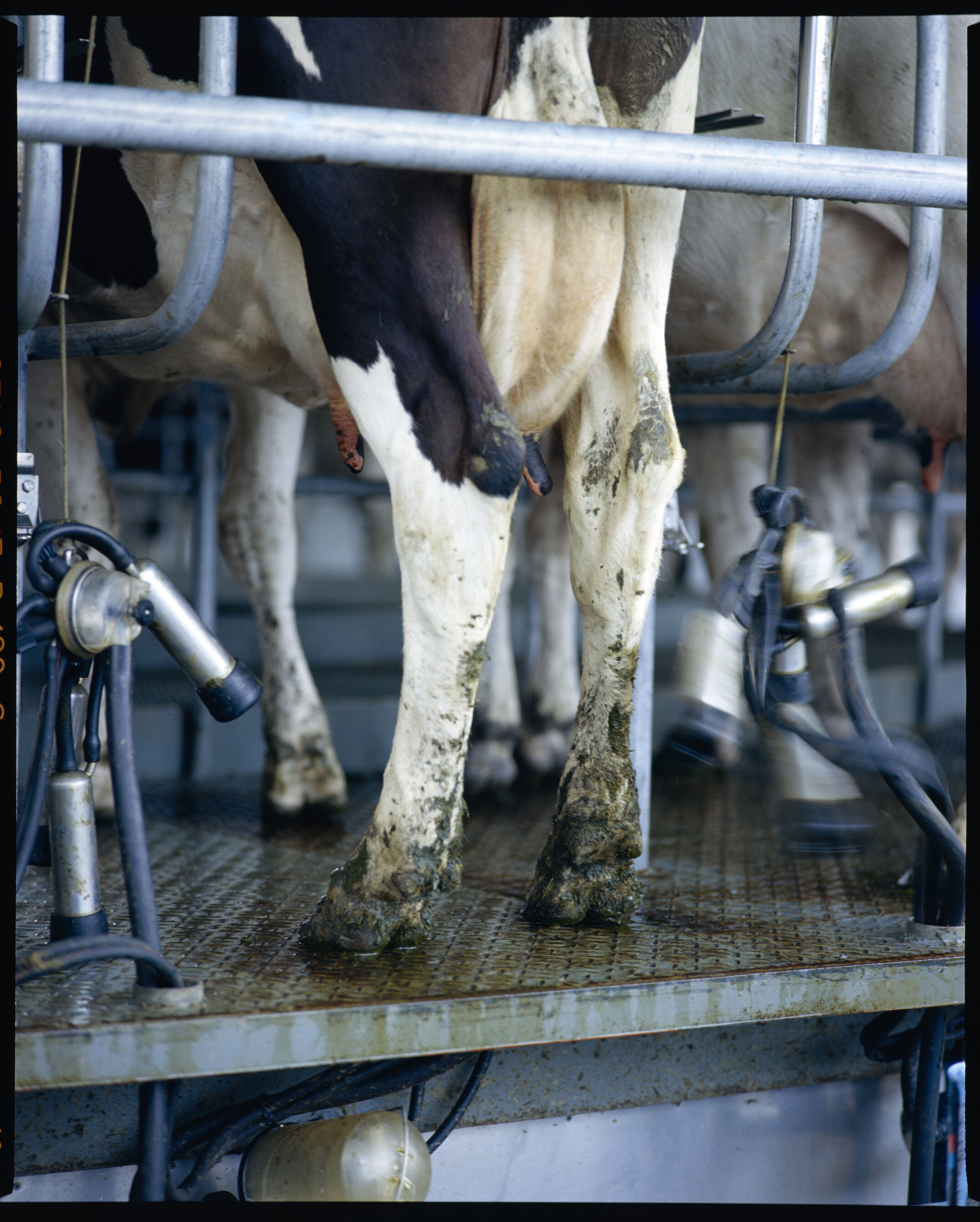 Lincoln college dairy farm, new milkin shed, 1985 (07)