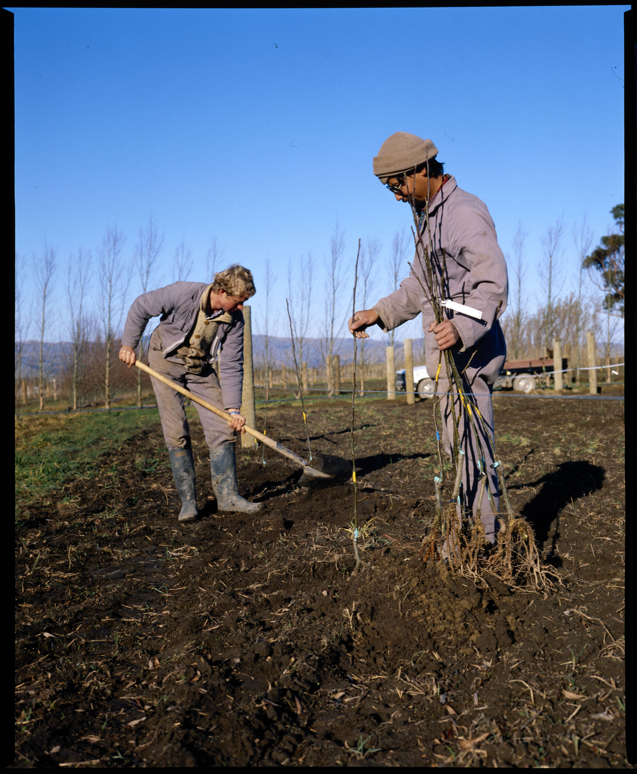 1986 Planting trees at Lincoln Springs Orchard 01