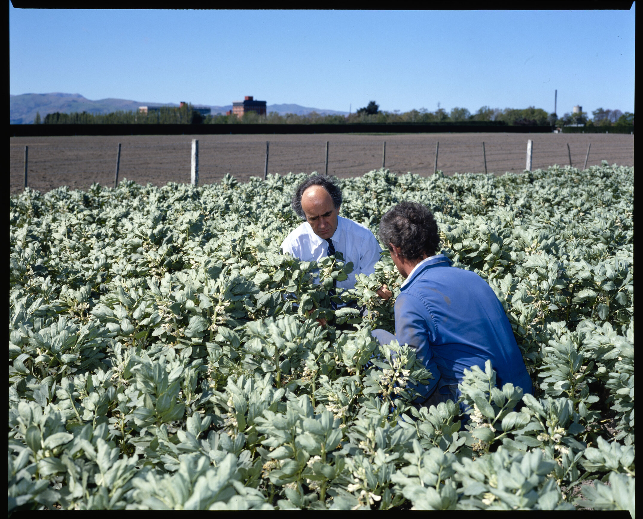 The Director of University Farms, Tony Whatman (left), and the farm manager, John McCartin, 1987 01