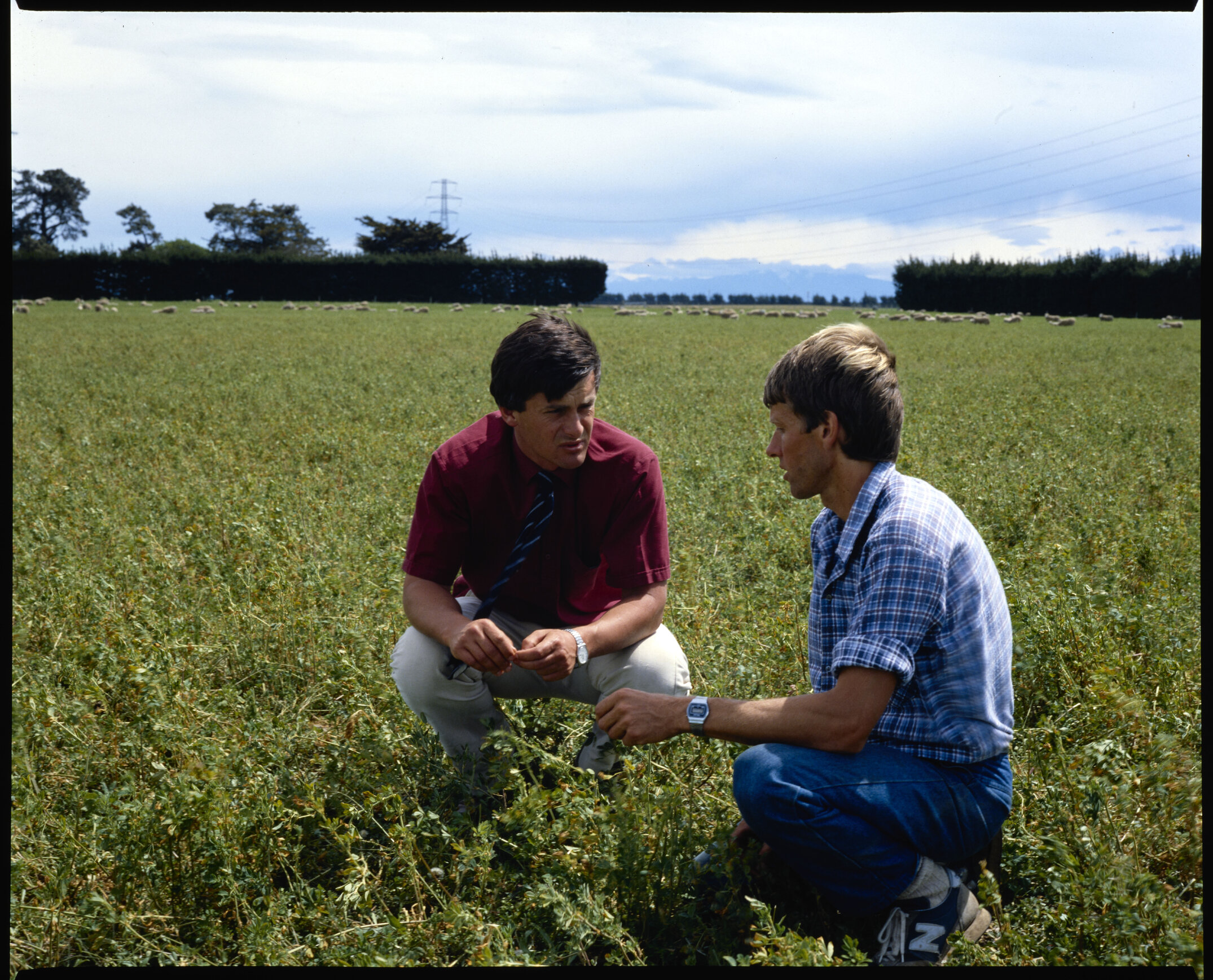 Ashley Dene farm manager Ken Townley (left) with&nbsp;Adam Spiers of the University's Farm Advisory Service, 1987 01
