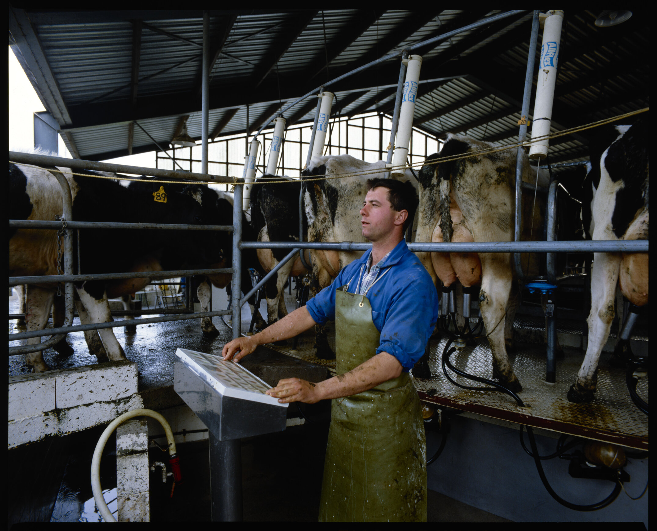 At the control panel in the rotary milking shed on the&nbsp;Lincoln University dairy farm is Sean Calvert, September 1991 01