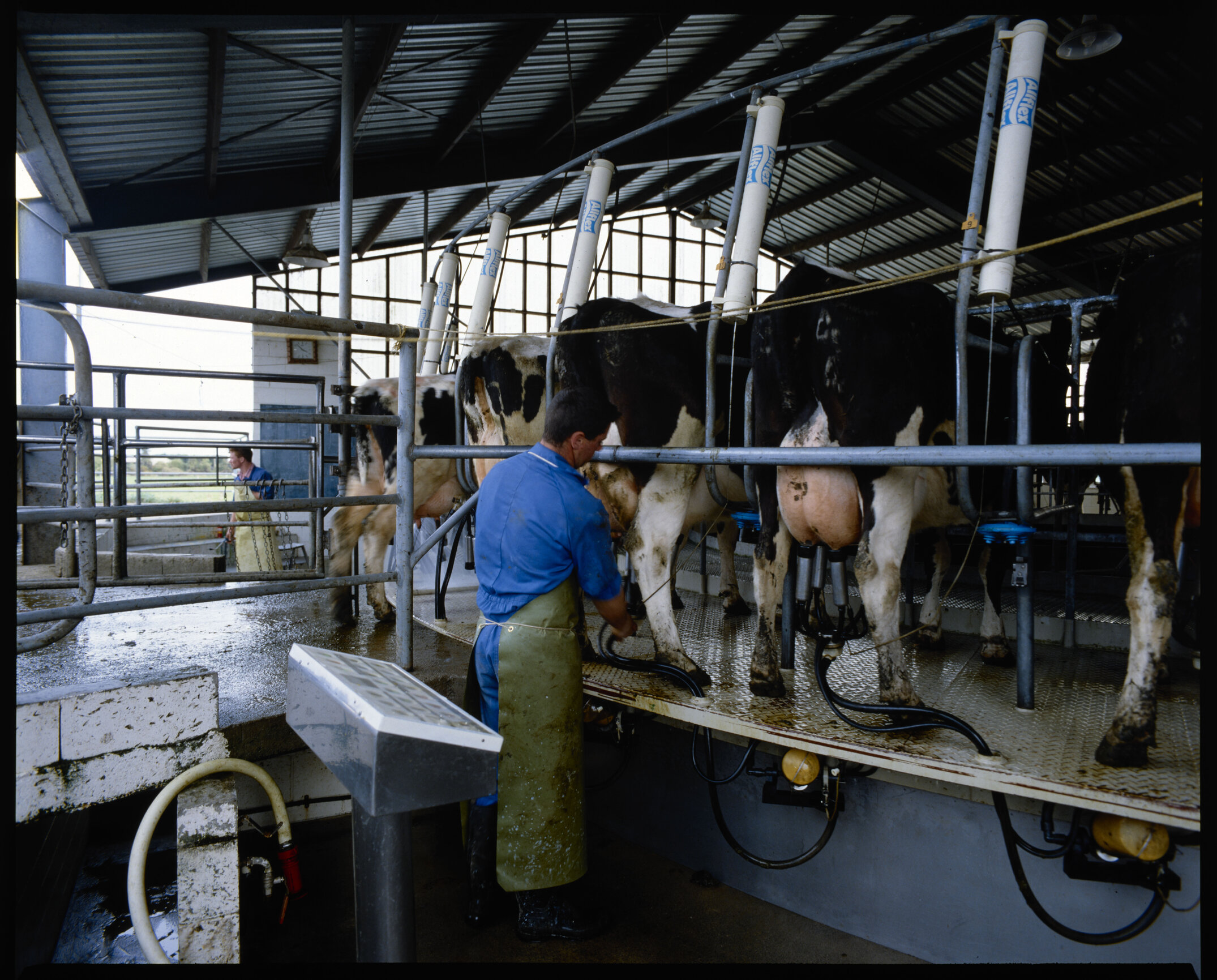 At the control panel in the rotary milking shed on the Lincoln University dairy farm is Sean Calvert, September 1991 02