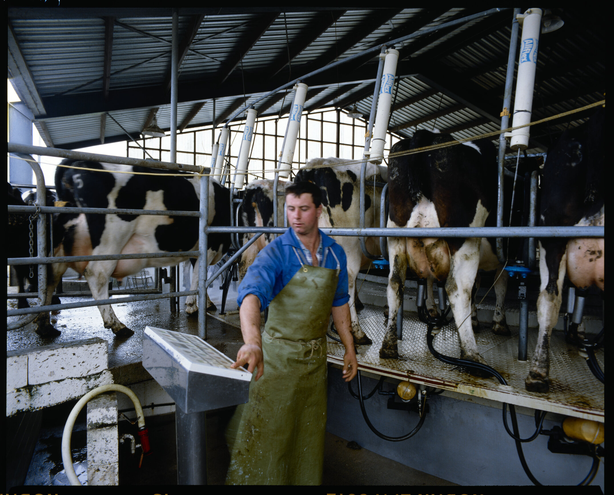 At the control panel in the rotary milking shed on the Lincoln University dairy farm is Sean Calvert, September 1991 03