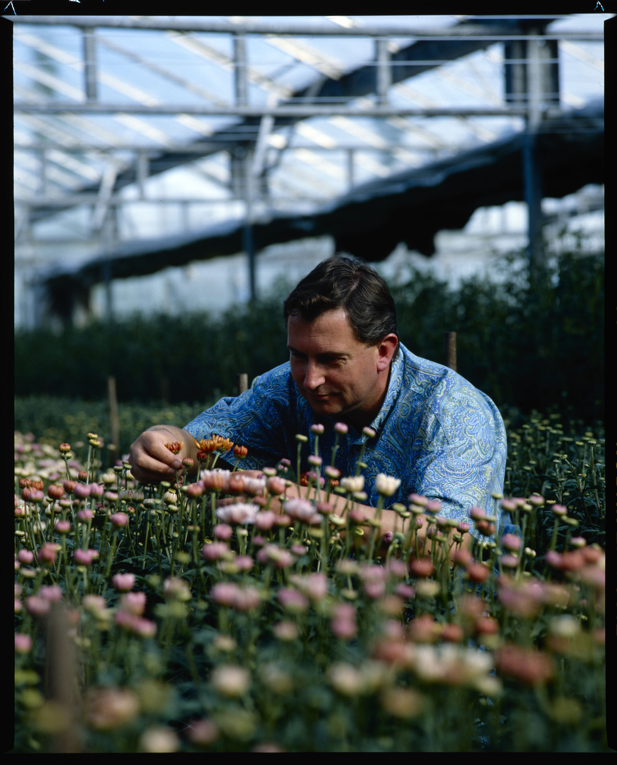 Horticultural Research Area, Lincoln University in the 1990s.