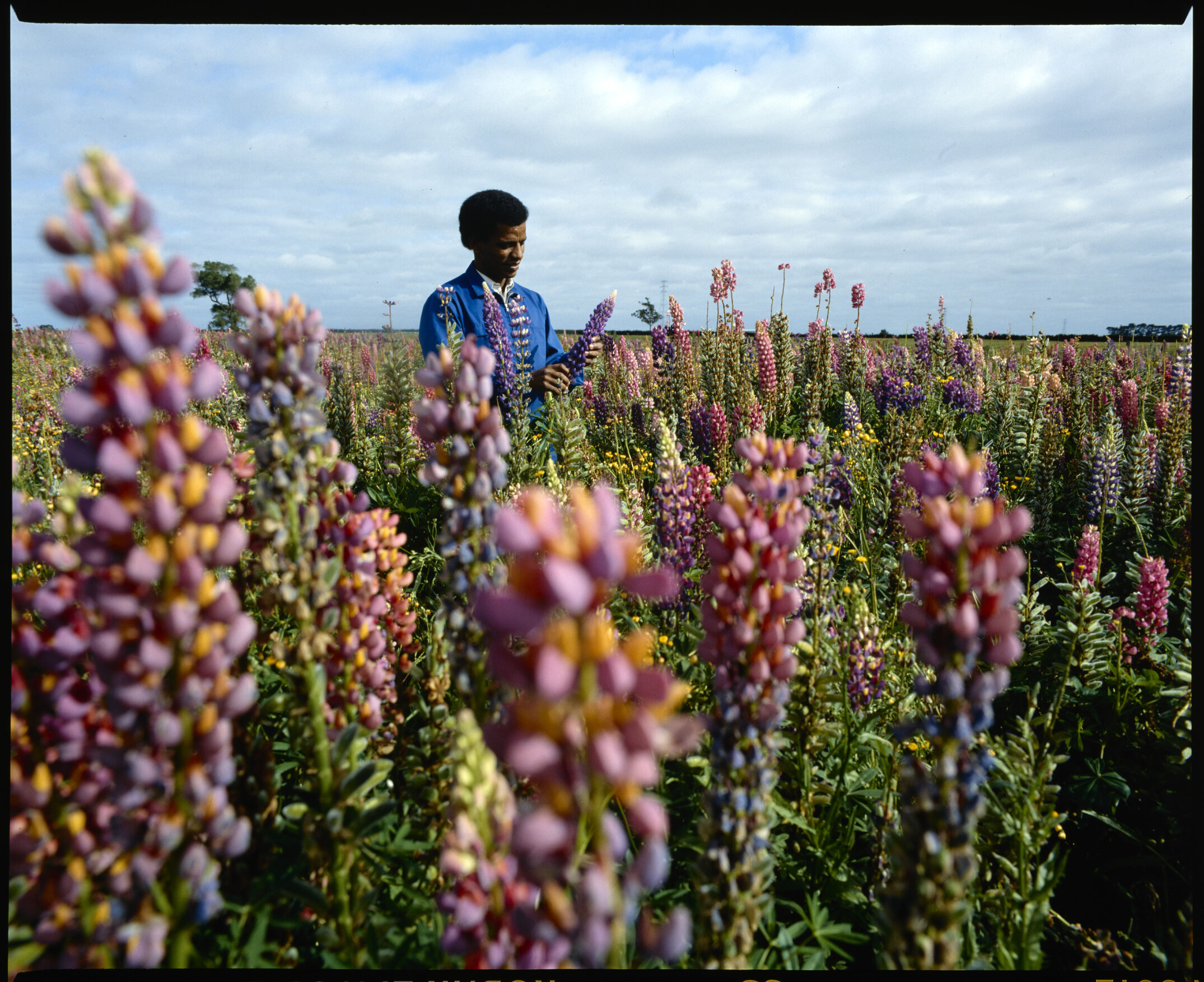 Circa mid-1980s, a researcher standing in a field of blooming lupins at the Lincoln College farm