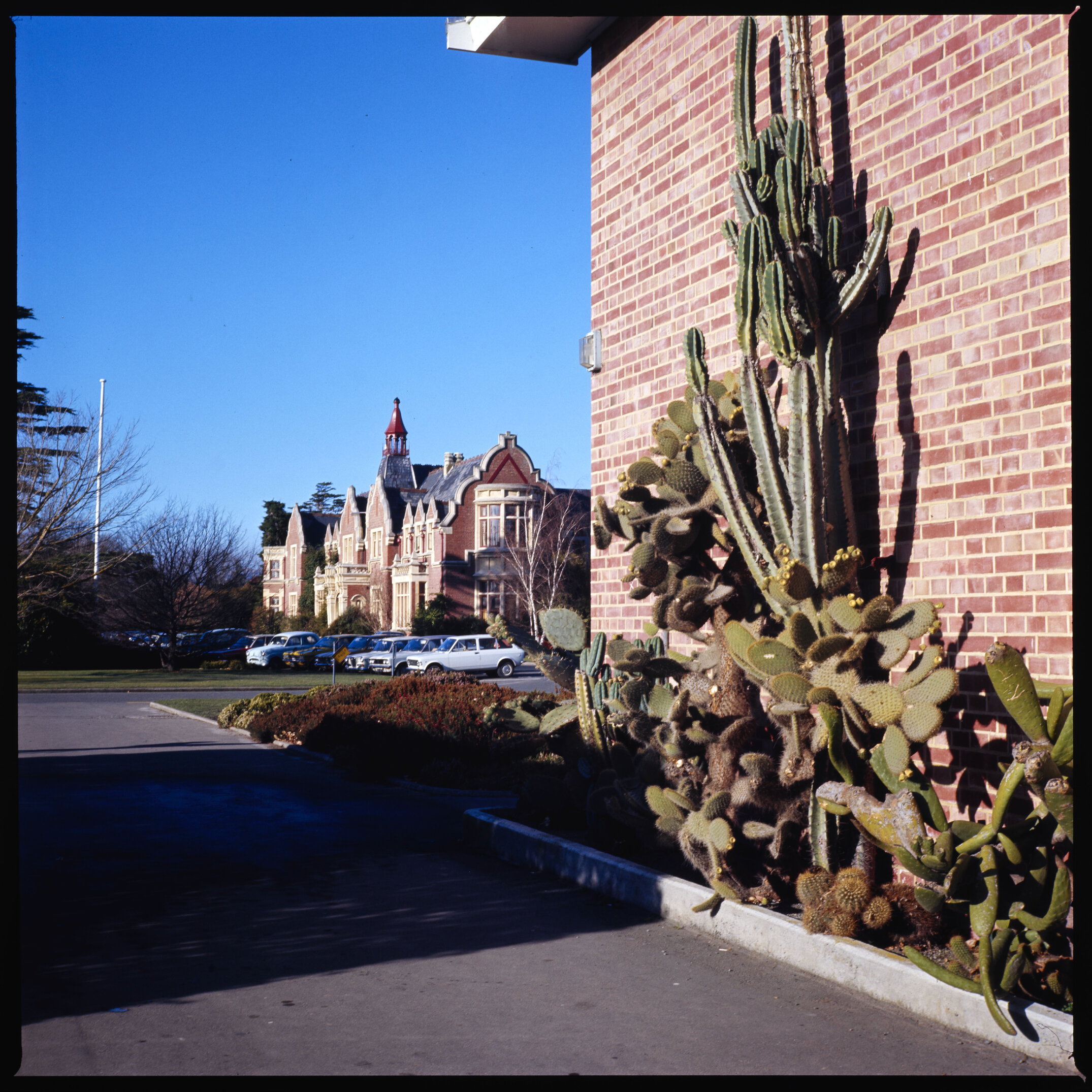 Cacti on the exterior of the refectory building with Ivey Hall in the distance, 1990s