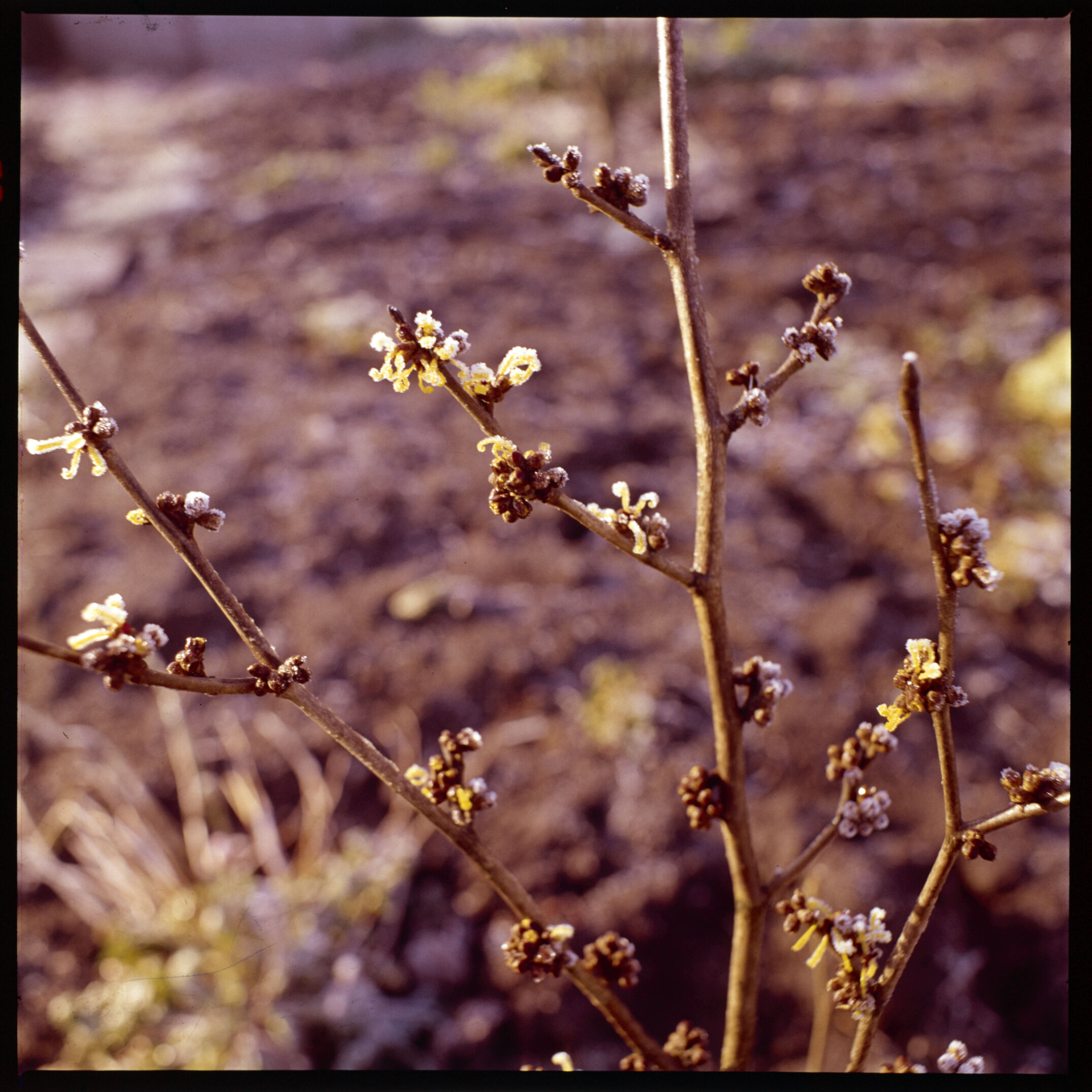 Tree buds in the spring, 1990s
