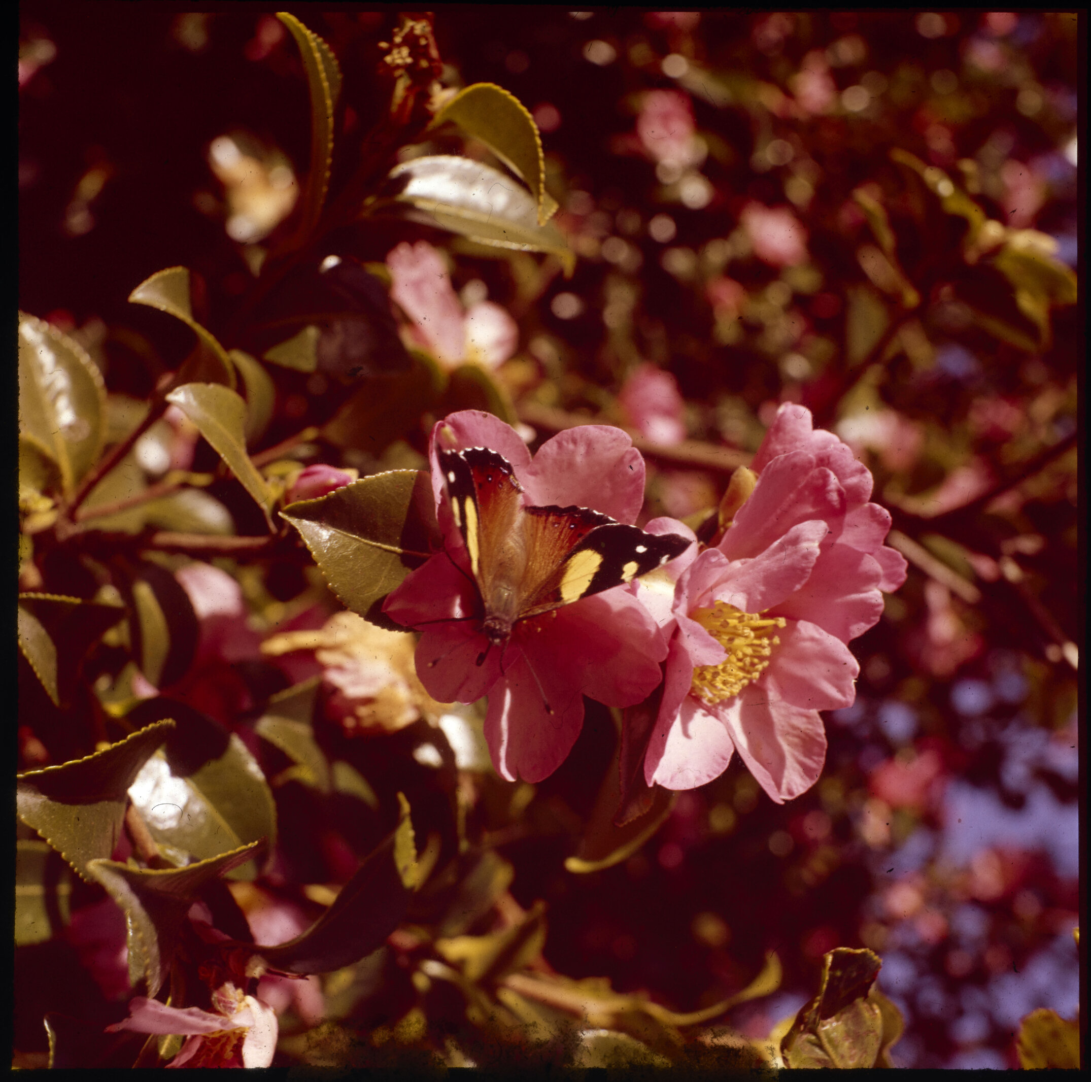 A butterfly resting on a camellia