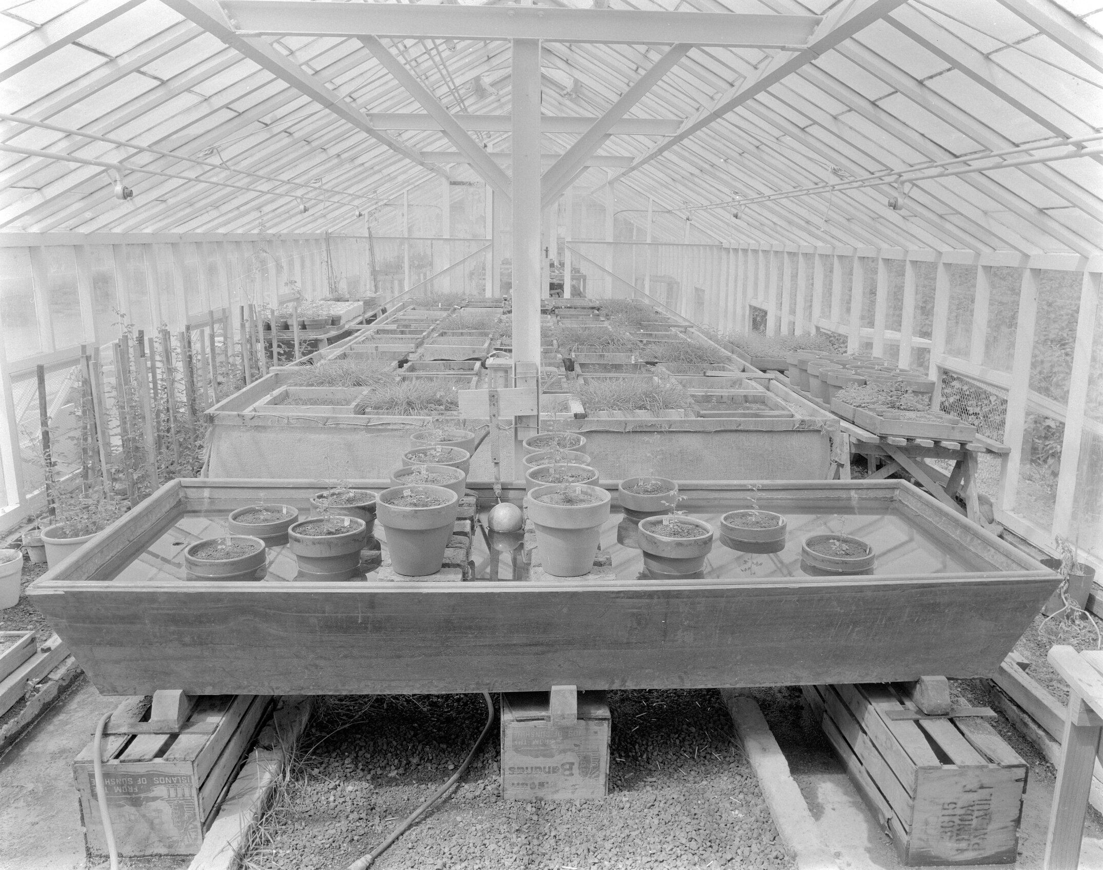 Interior of one of first research glasshouses, on back drive, Canterbury Agricultural College, circa 1950s