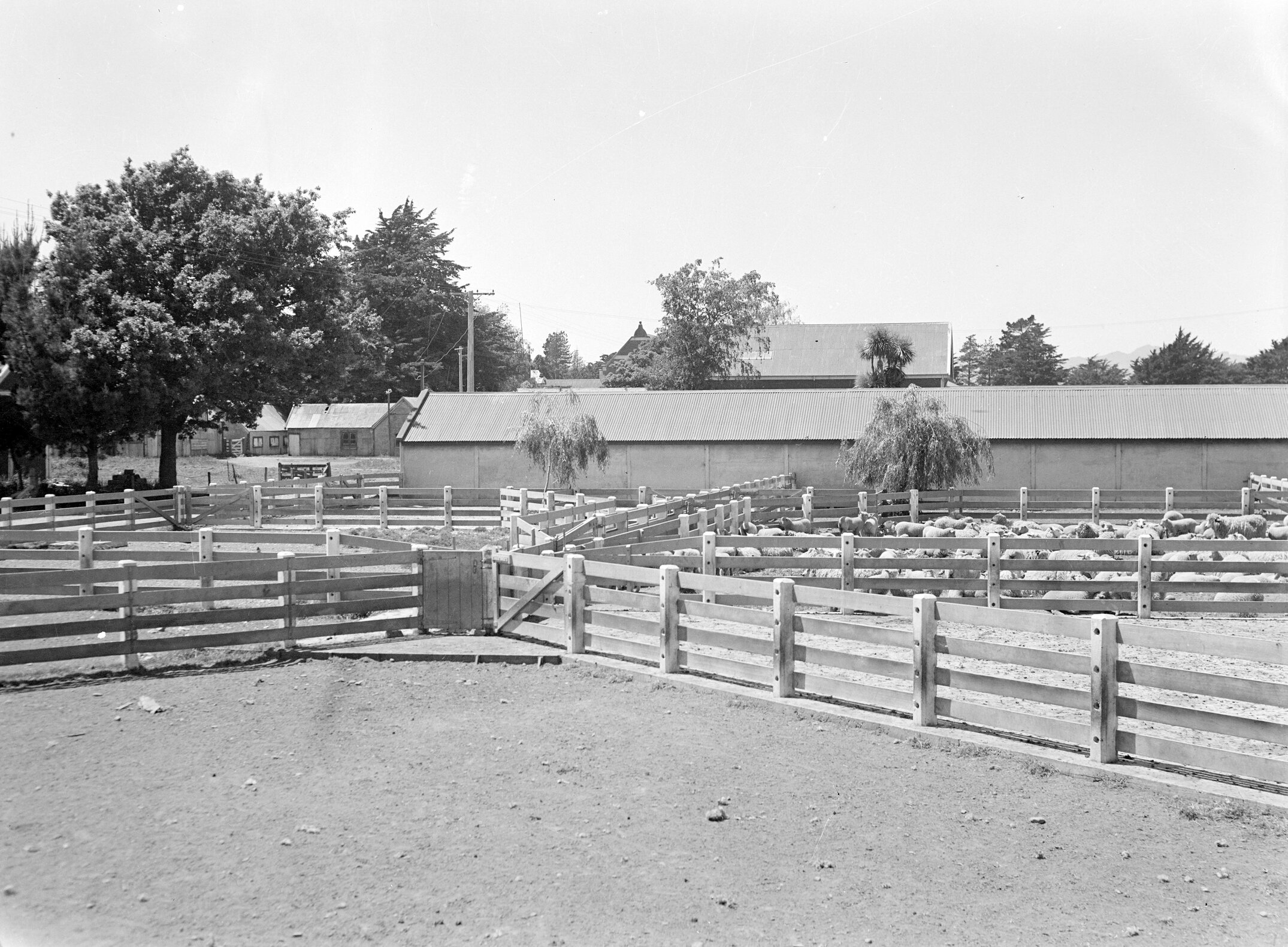 Sheep yards at the back drive, opposite the present tennis courts, circa 1950s