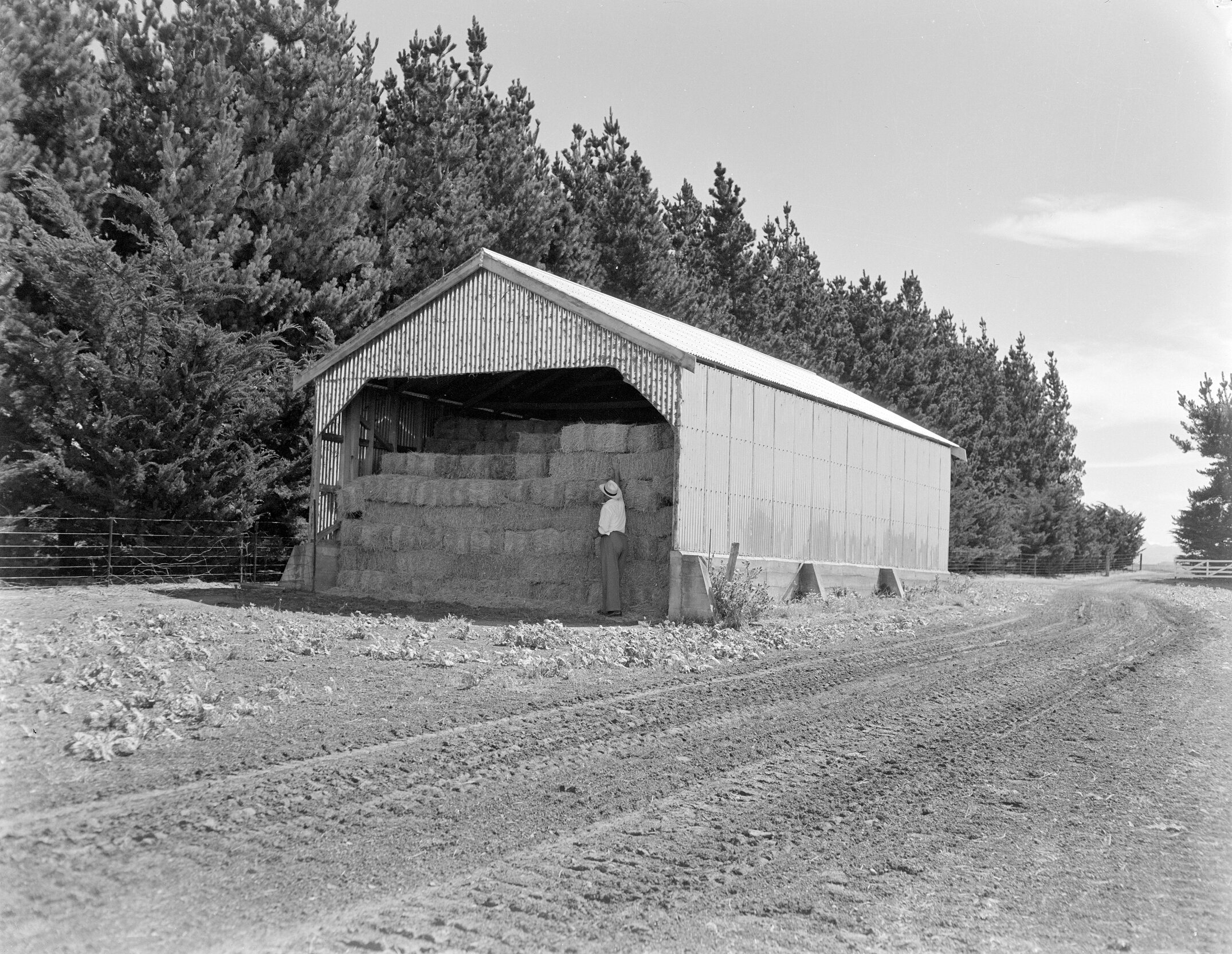 Farmhouse and Outbuildings, Possibly Associated with Lincoln College, early 1960s (Blackmore Neg5111)