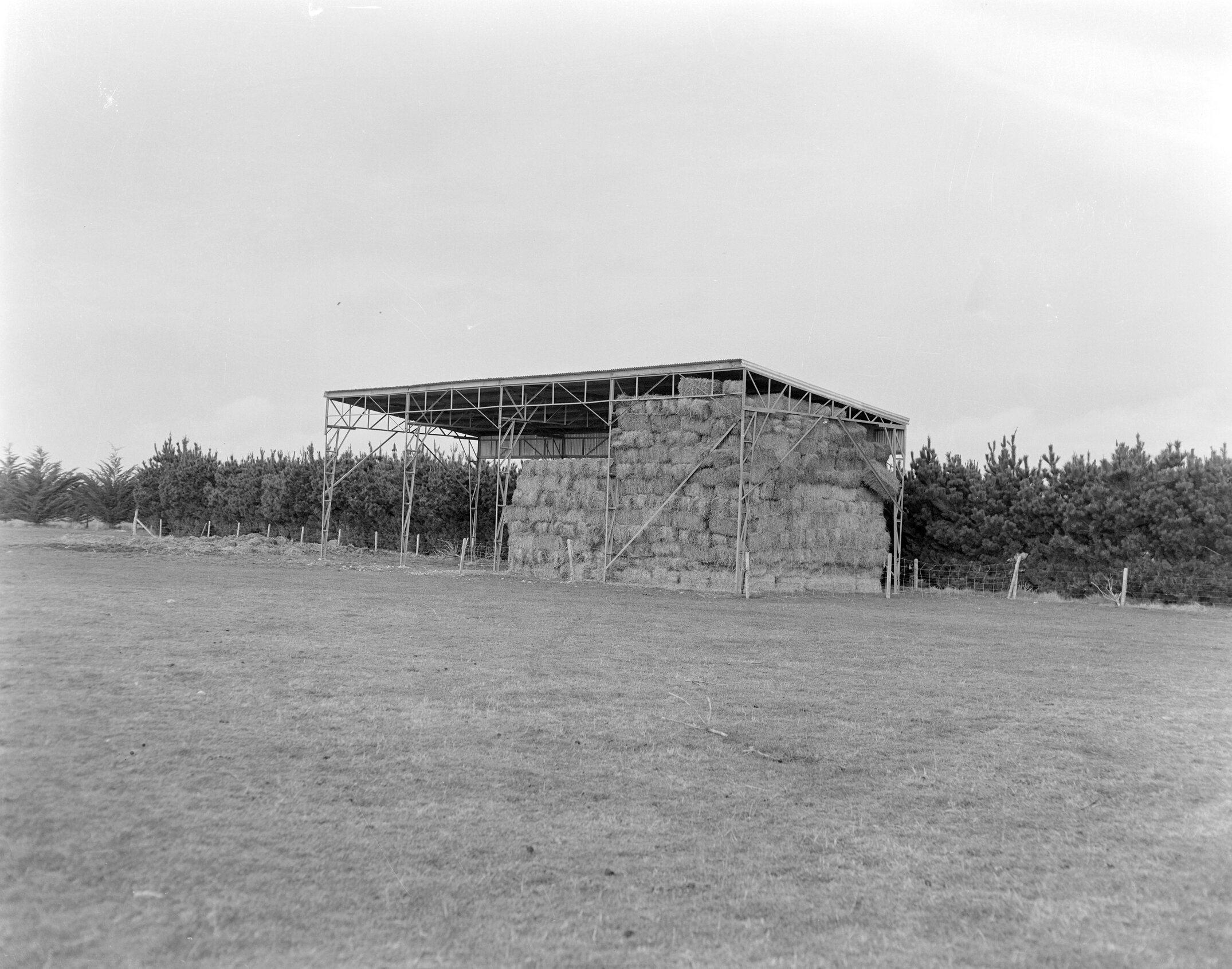 Hay bales stored under open‑sided shelter (Blackmore Neg 5118)