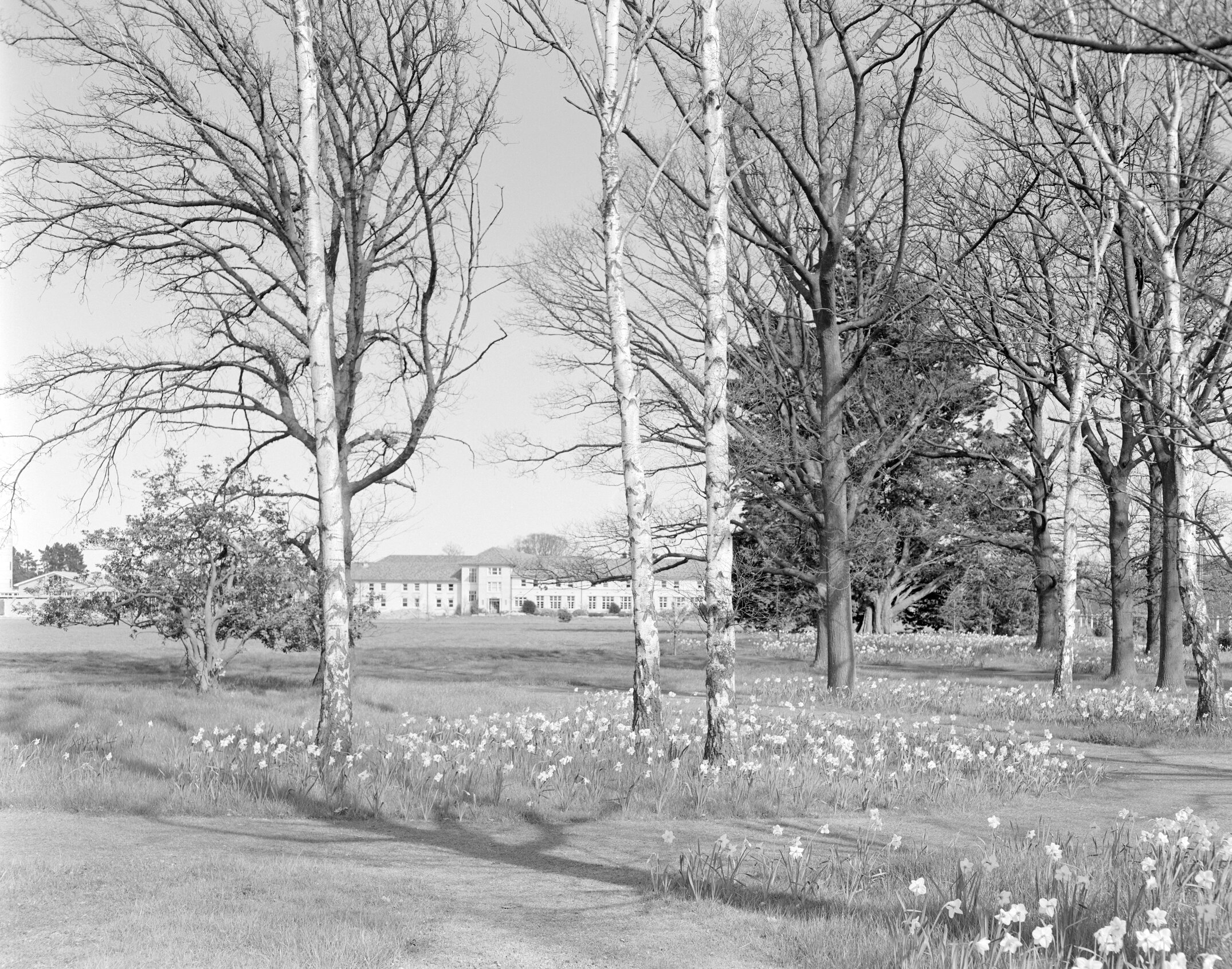Hudson Hall with spring flowering grounds c1961 (Blackmore Neg 5125)