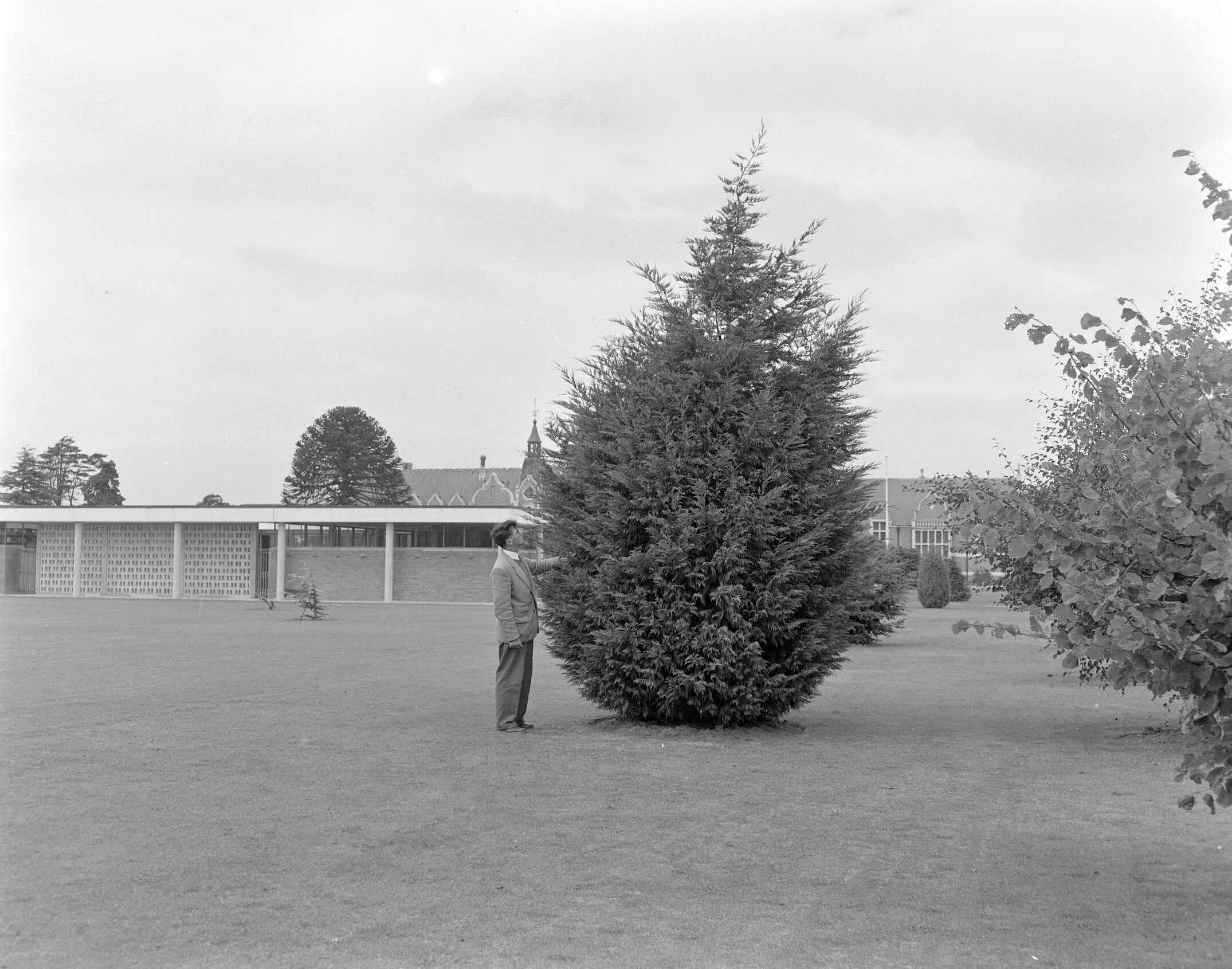 Large conifer with George Forbes Memorial Building in background c1960 (Blackmore Neg 5133)