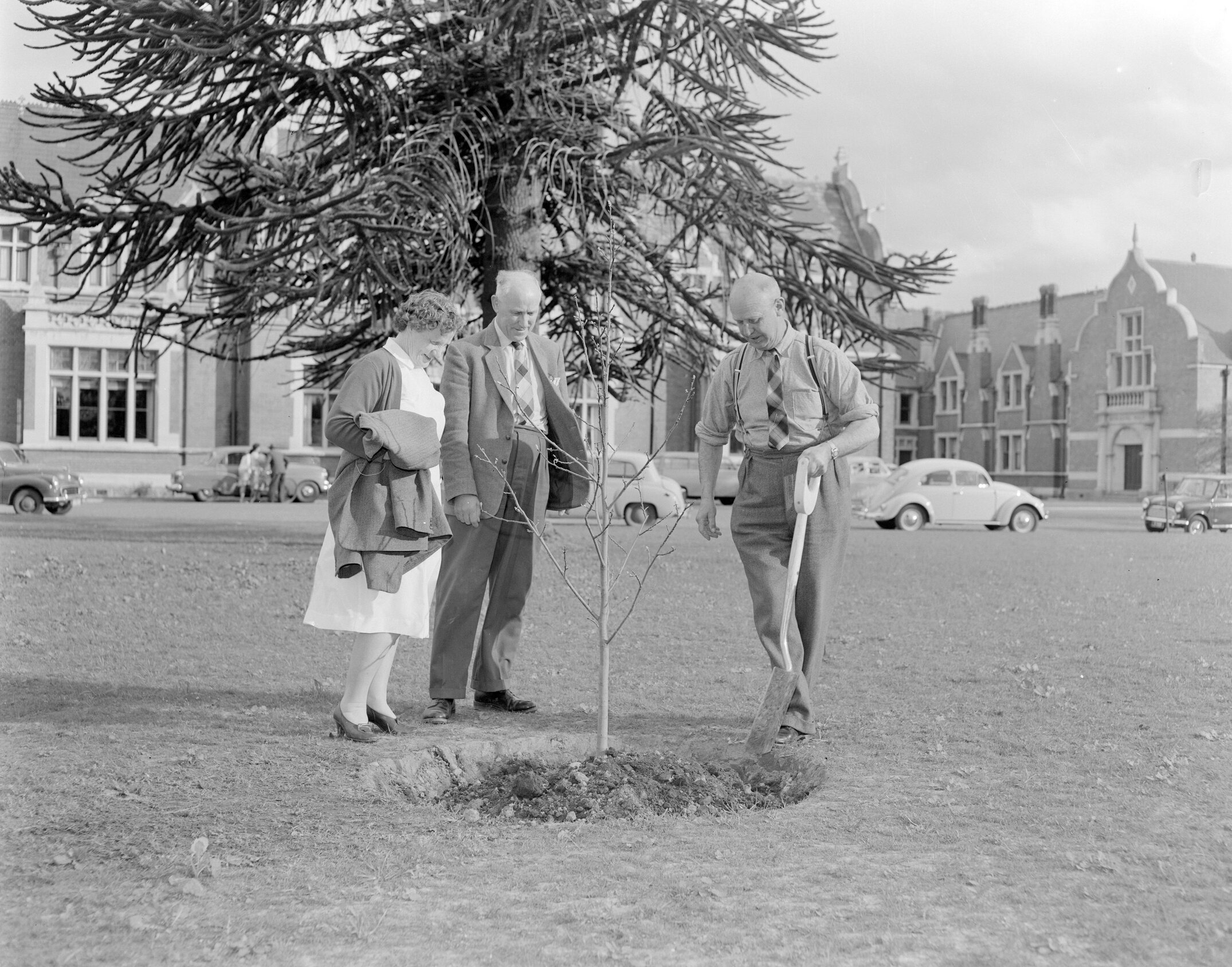Memorial tree planting during staff retirement ceremony at Canterbury Agricultural College, December 1961