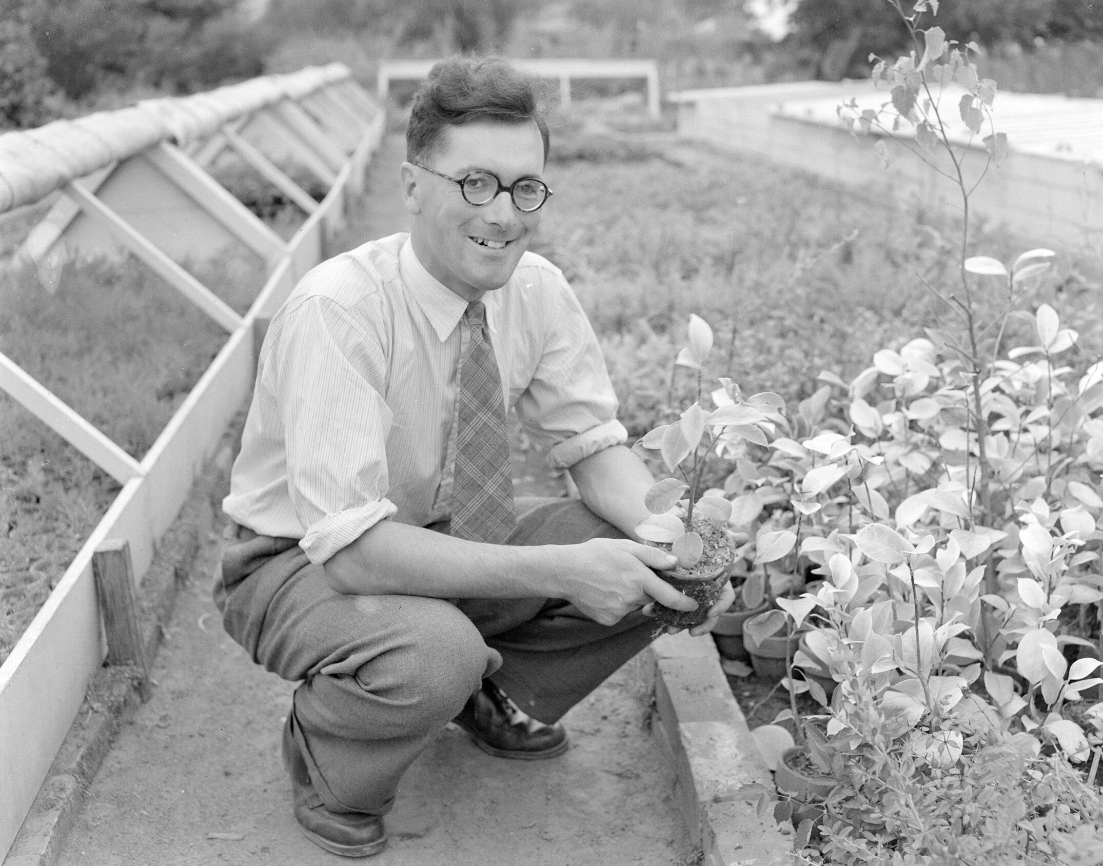 Horticulture lecturer J. H. Glazebrook c1960 (Blackmore Neg 5179)