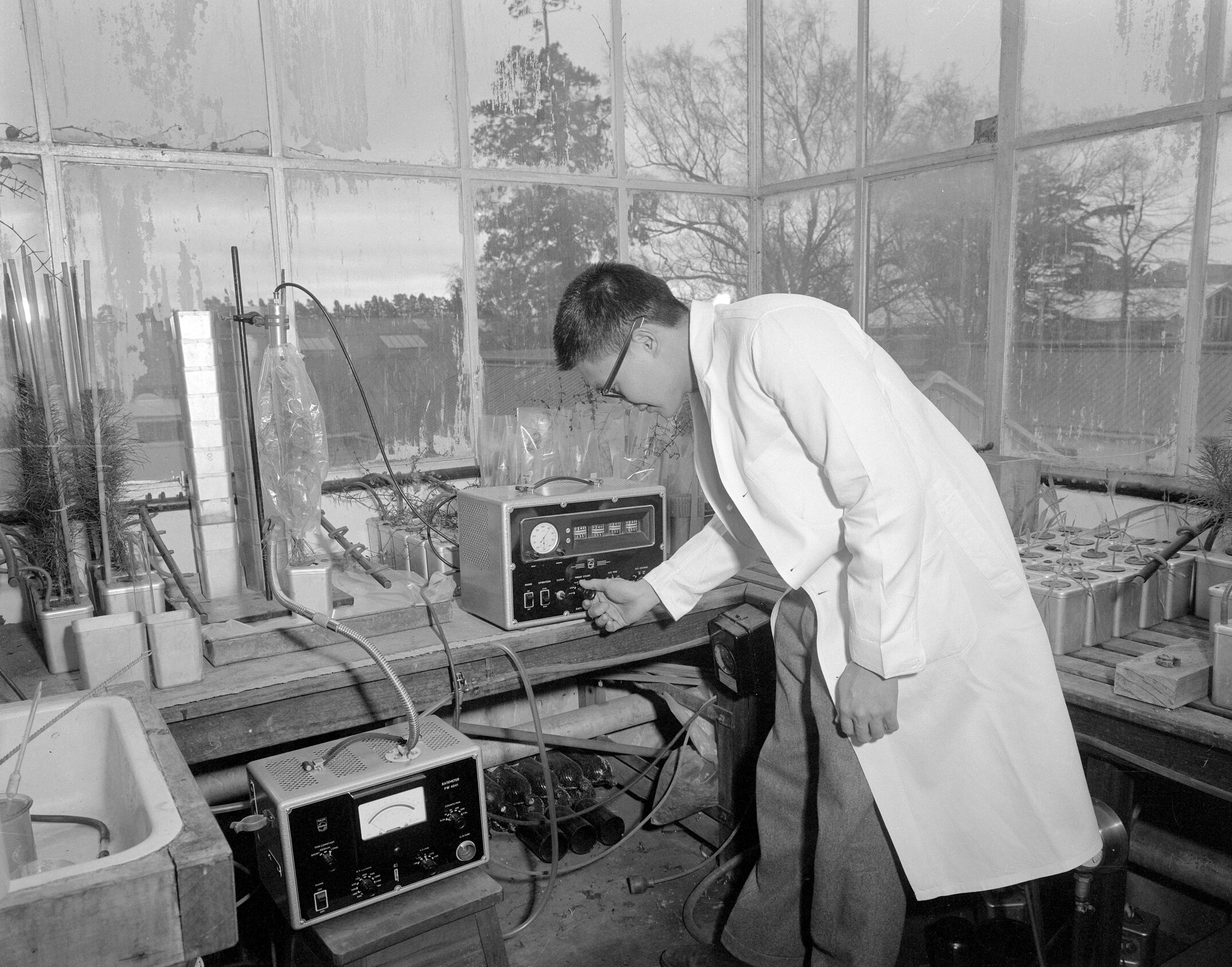 Mr E Chen of Singapore determining the uptake of radioactive phosphorus by small pine trees, 1963 (Blackmore Neg 5180)