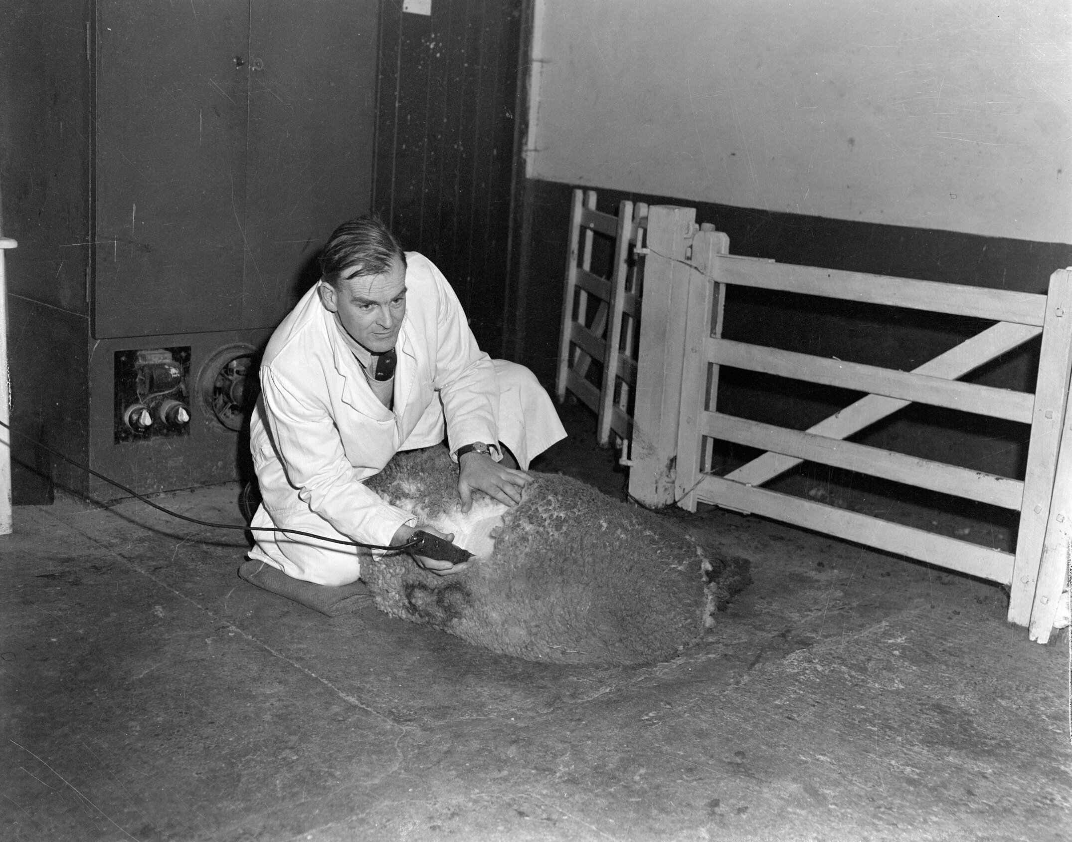 D. D. Hart demonstrates sheep shearing (Blackmore Neg 5184)