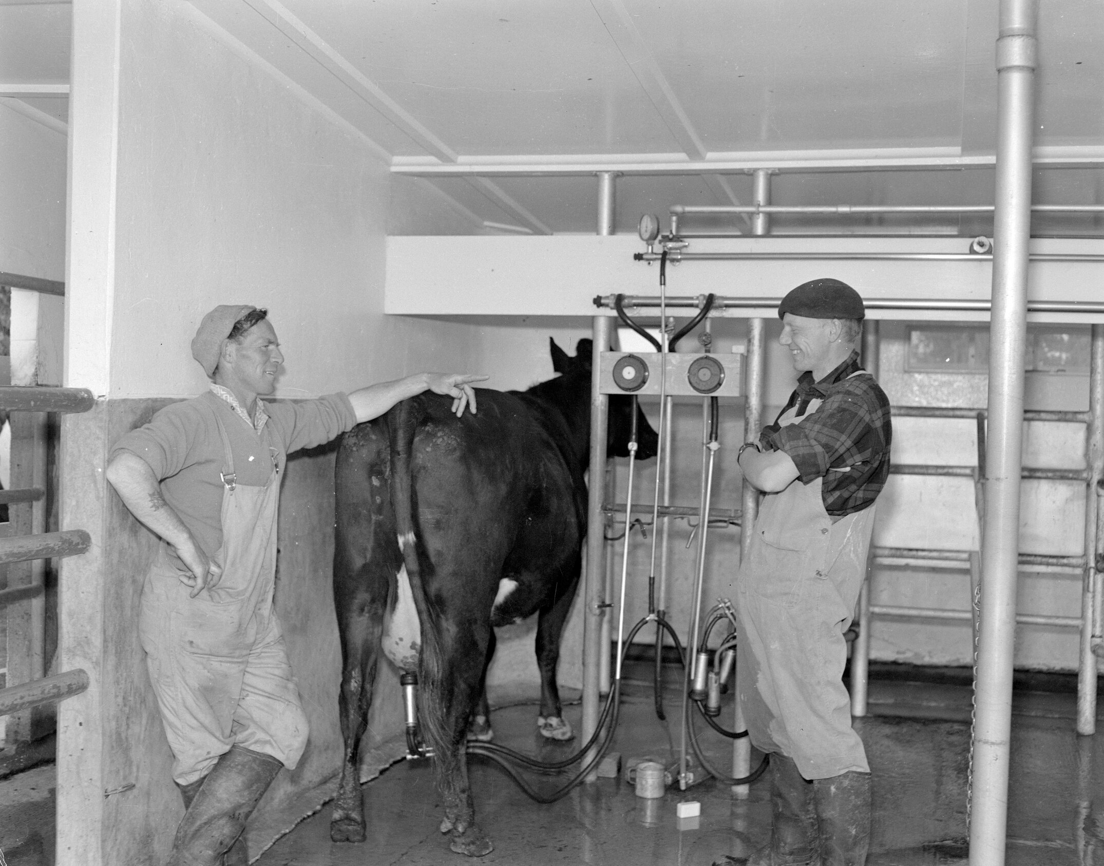 Milking a cow using a mechanical milking machine (Blackmore Neg 5185)