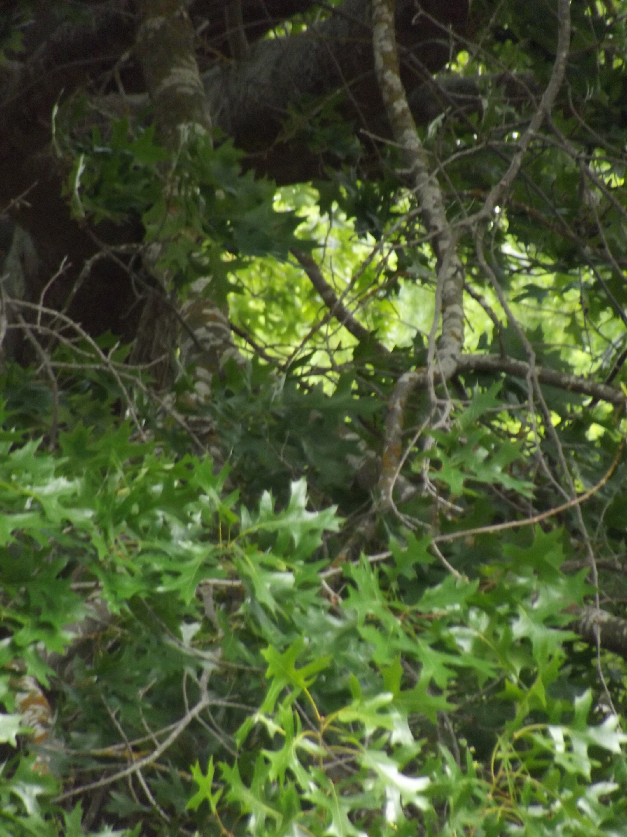 2012 Lincoln campus view  (2)