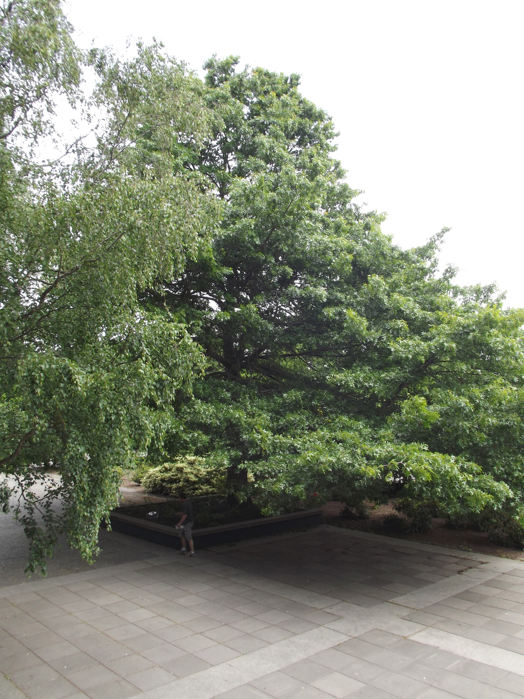 2012 Lincoln campus view  (1)