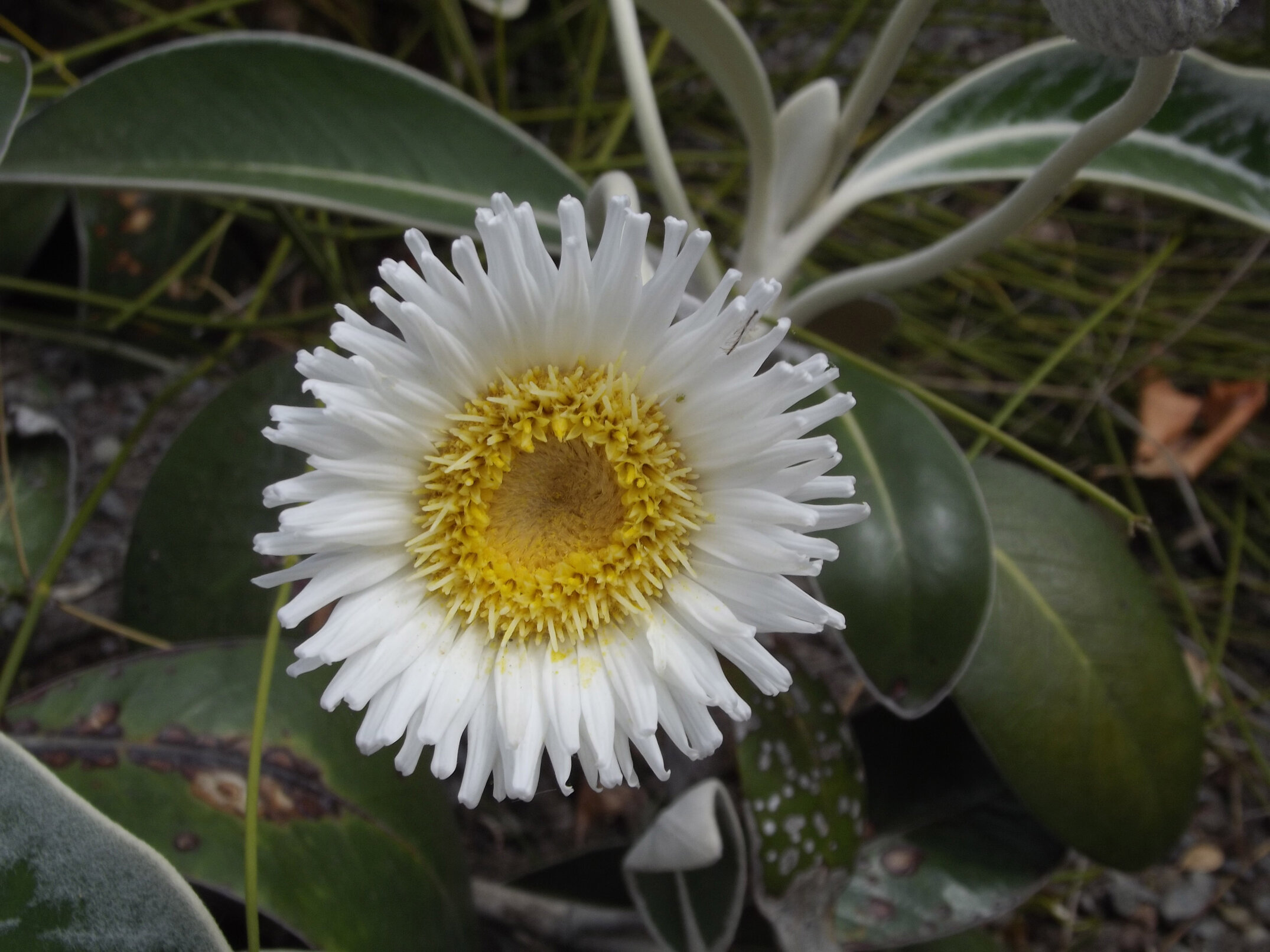 2012 Lincoln campus view  (16)