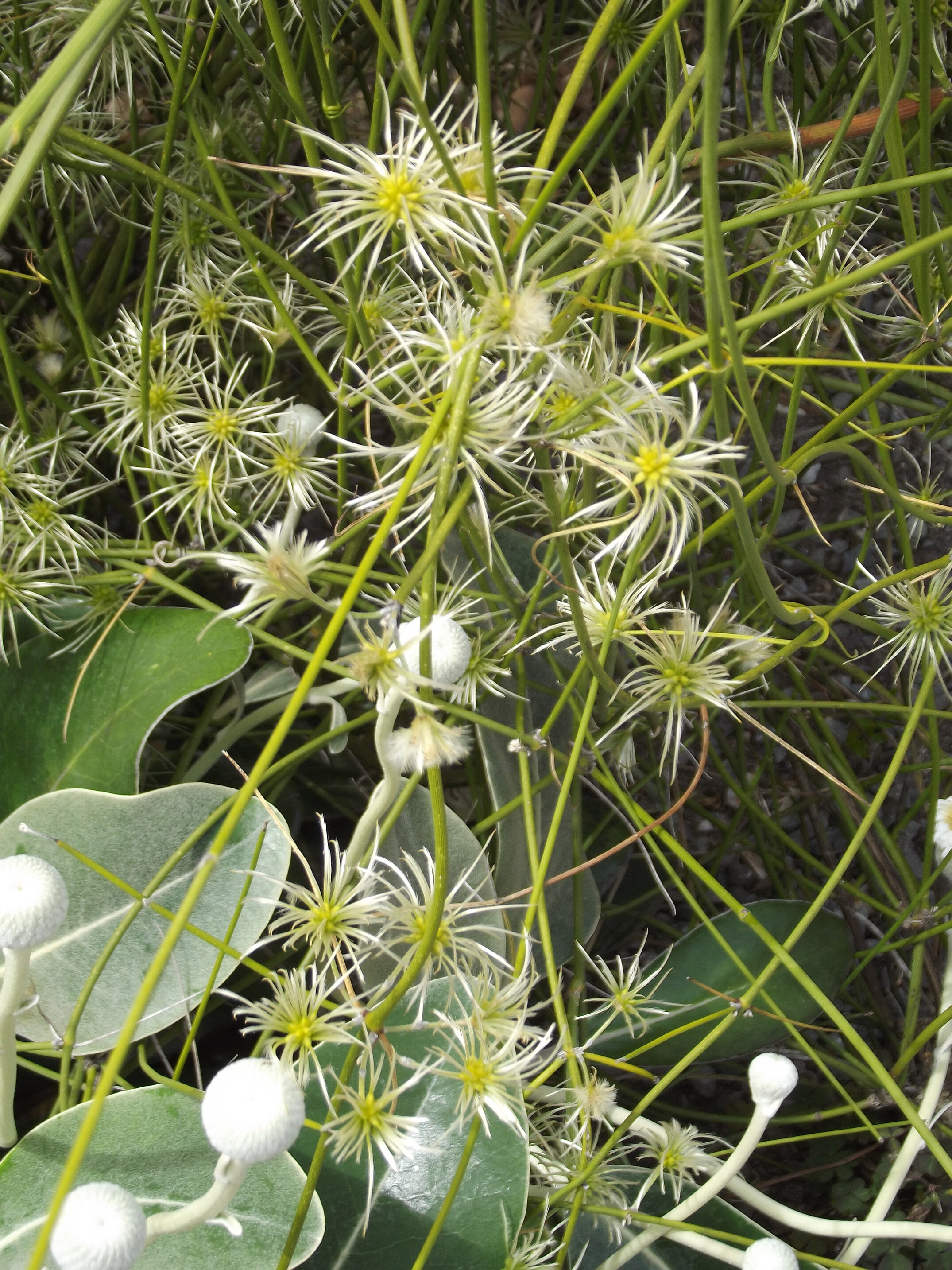 2012 Lincoln campus view  (18)