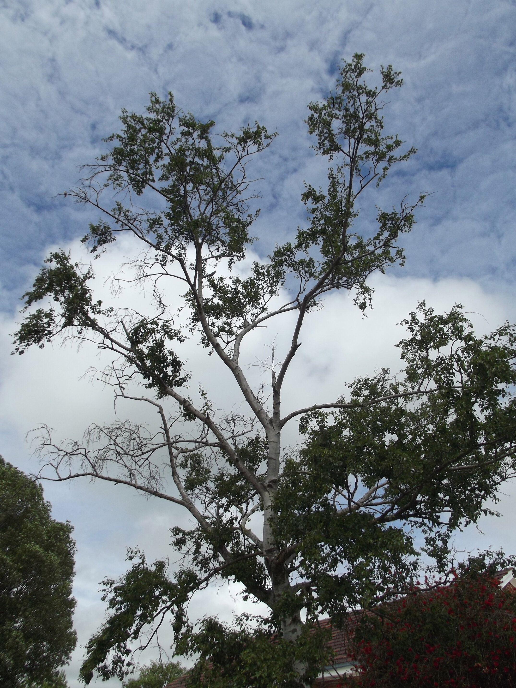 2012 Lincoln campus view  (23)