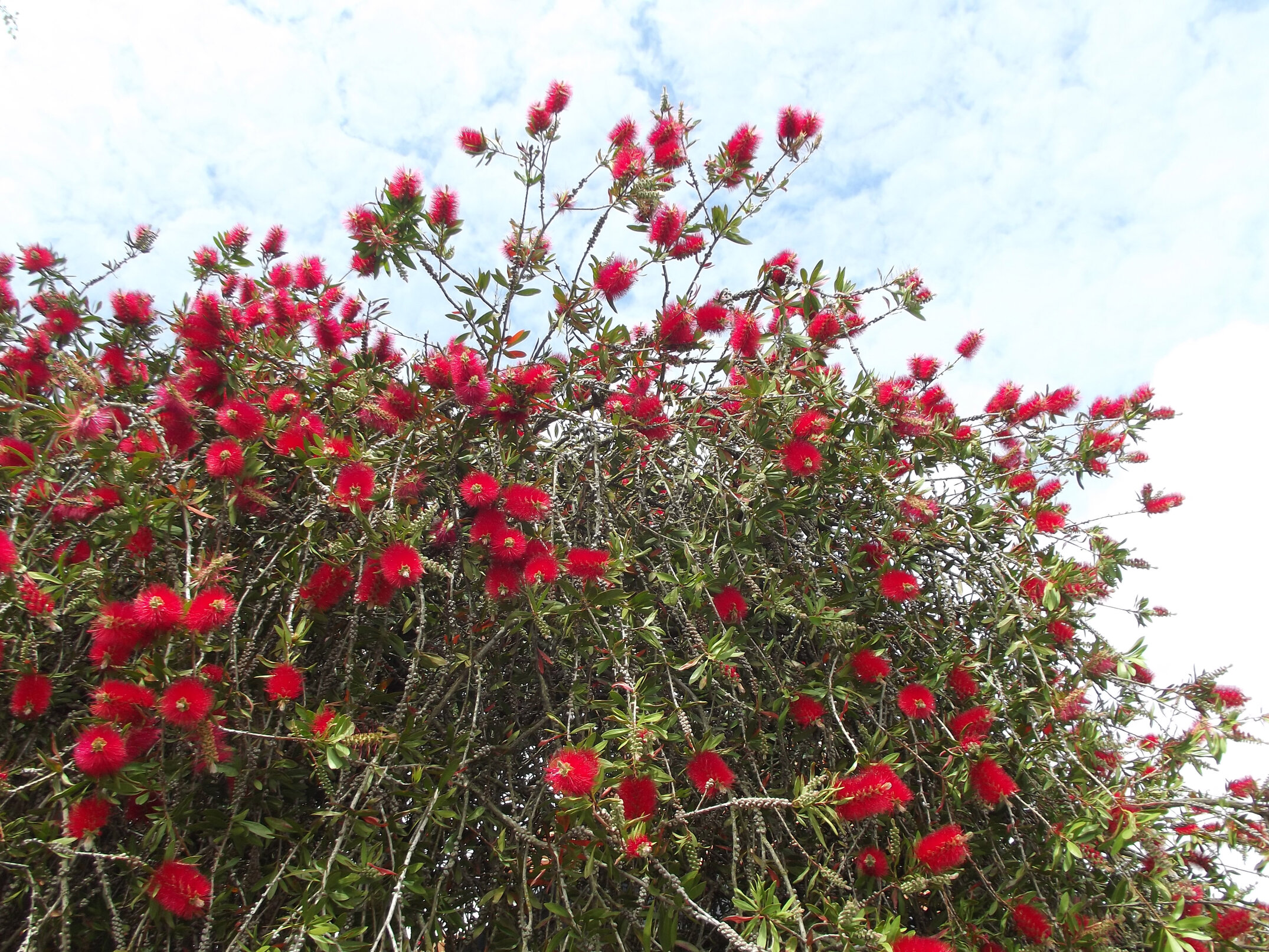 2012 Lincoln campus view  (24)