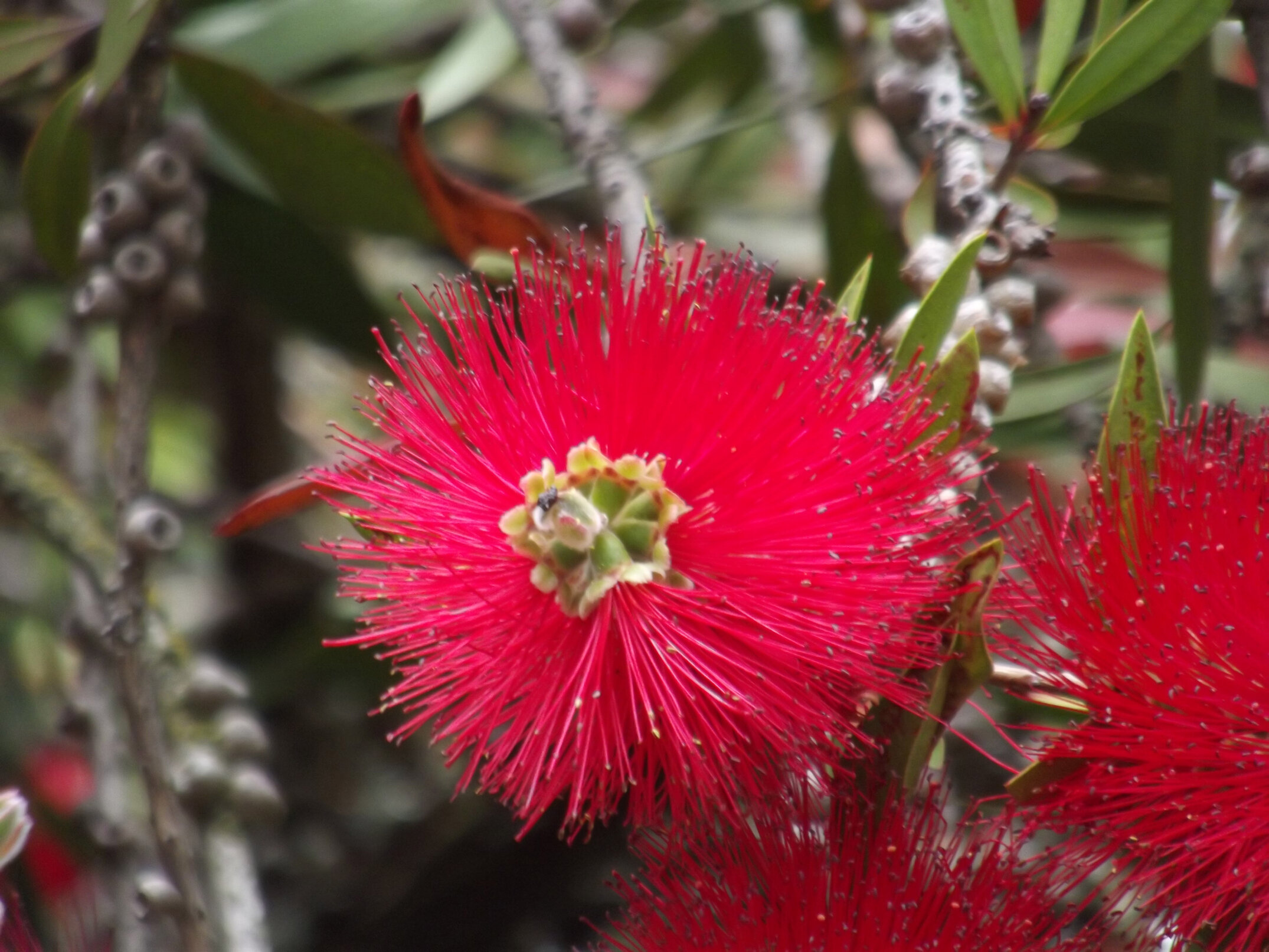 2012 Lincoln campus view  (25)