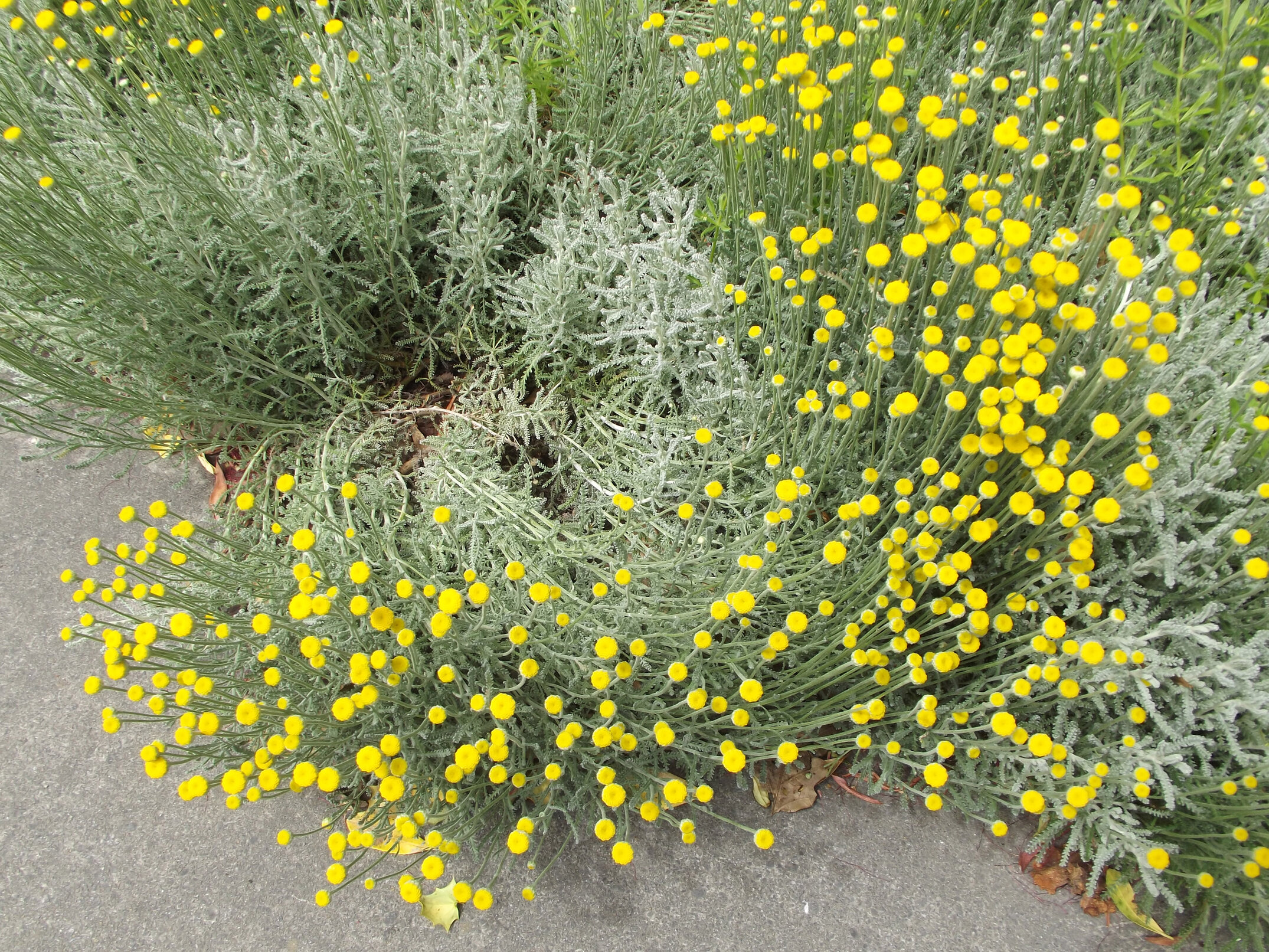 2012 Lincoln campus view  (26)