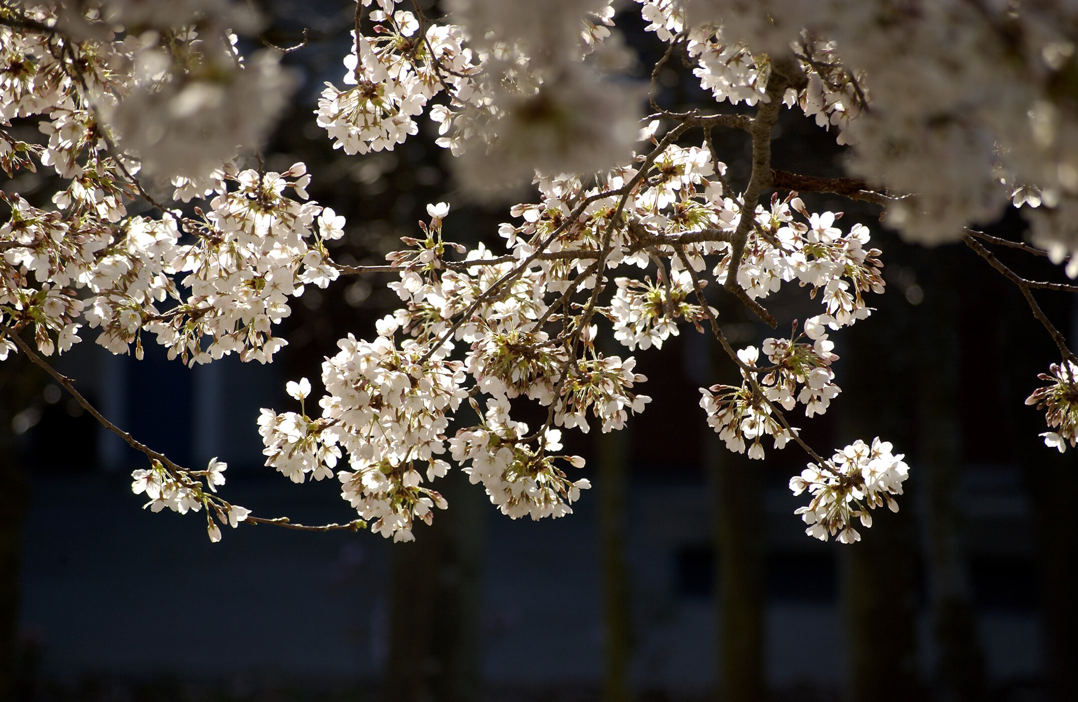 Lincoln Campus in Spring, 12 September 2006 (12)