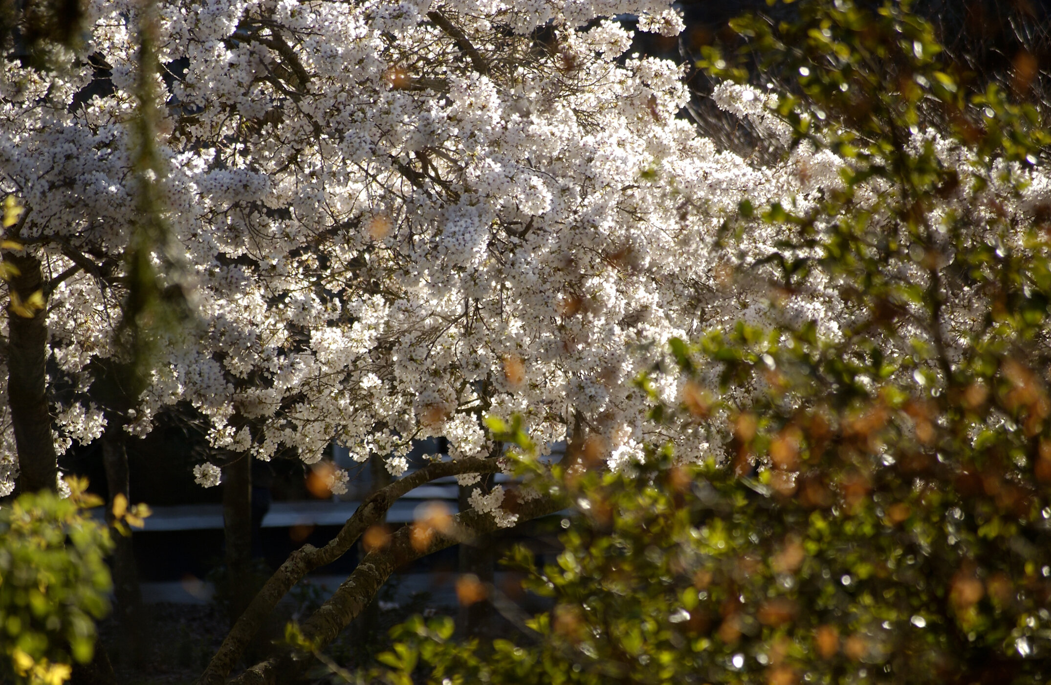 Lincoln Campus in Spring, 12 September 2006 (11)