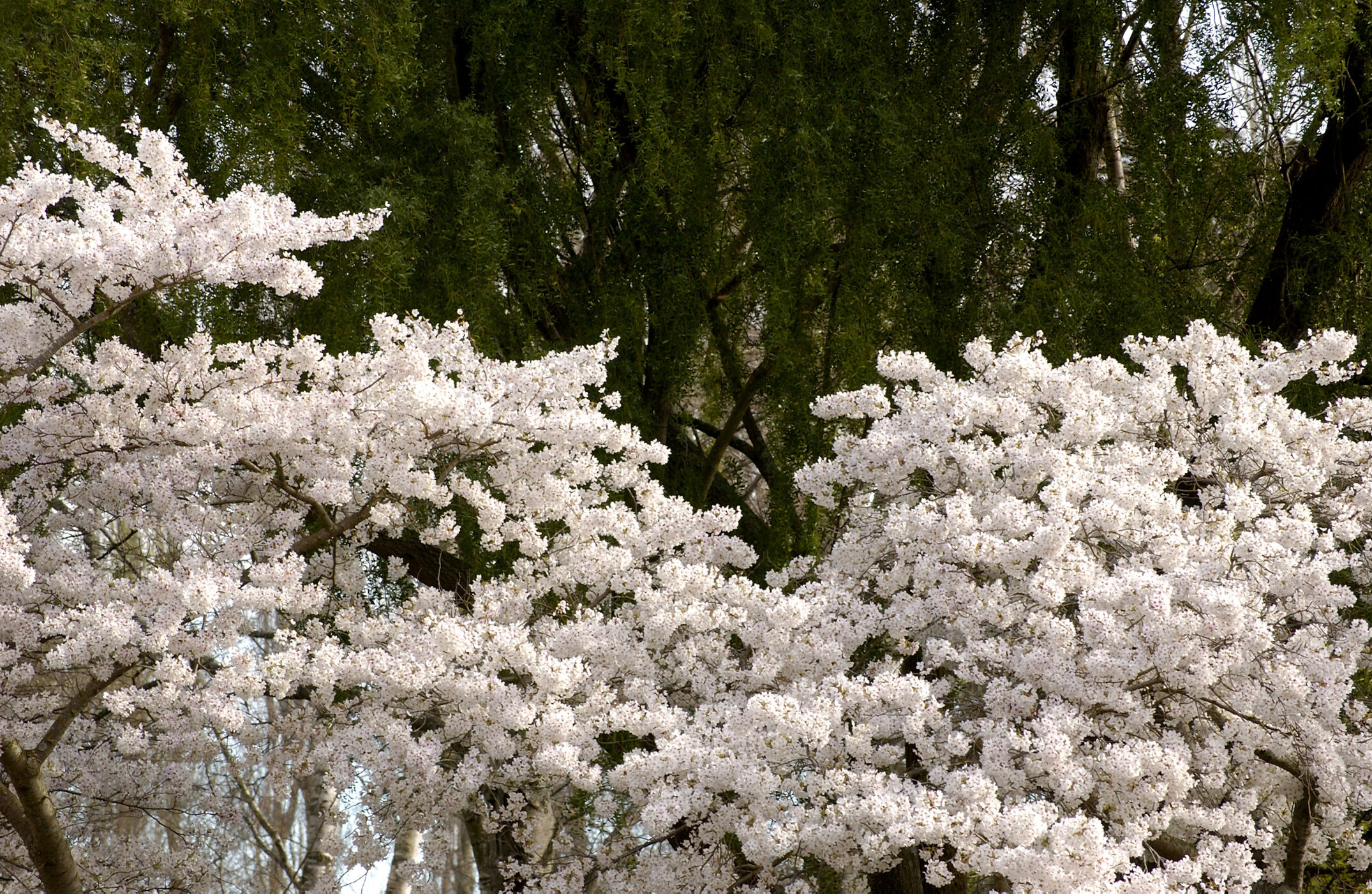 Lincoln Campus in Spring, 14 September 2006 (4)
