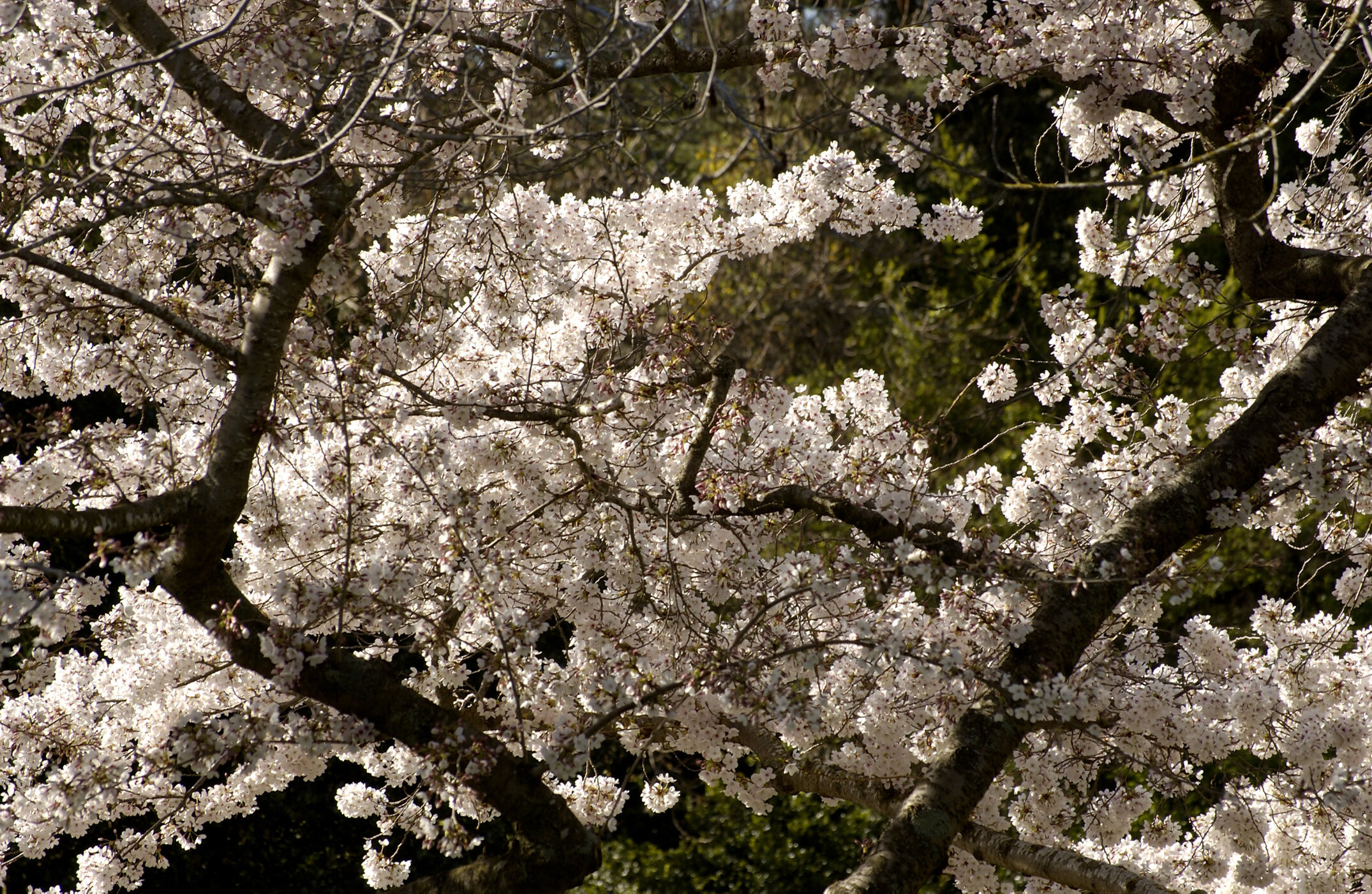 Lincoln Campus in Spring, 12 September 2006 (10)