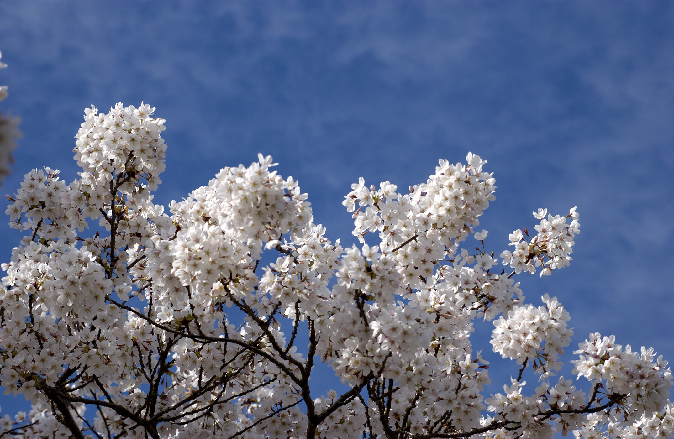 Lincoln Campus in Spring, 12 September 2006 (30)