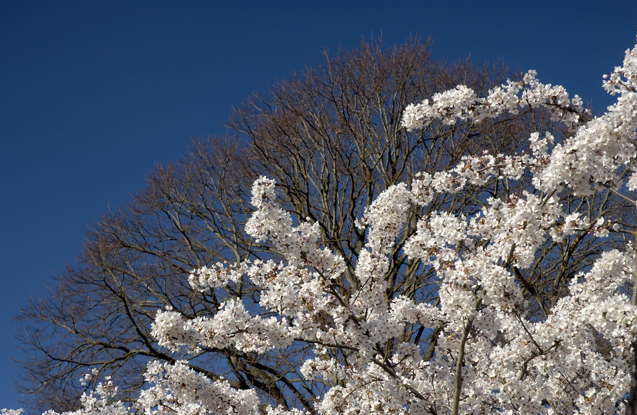 Lincoln Campus in Spring, 12 September 2006 (05)