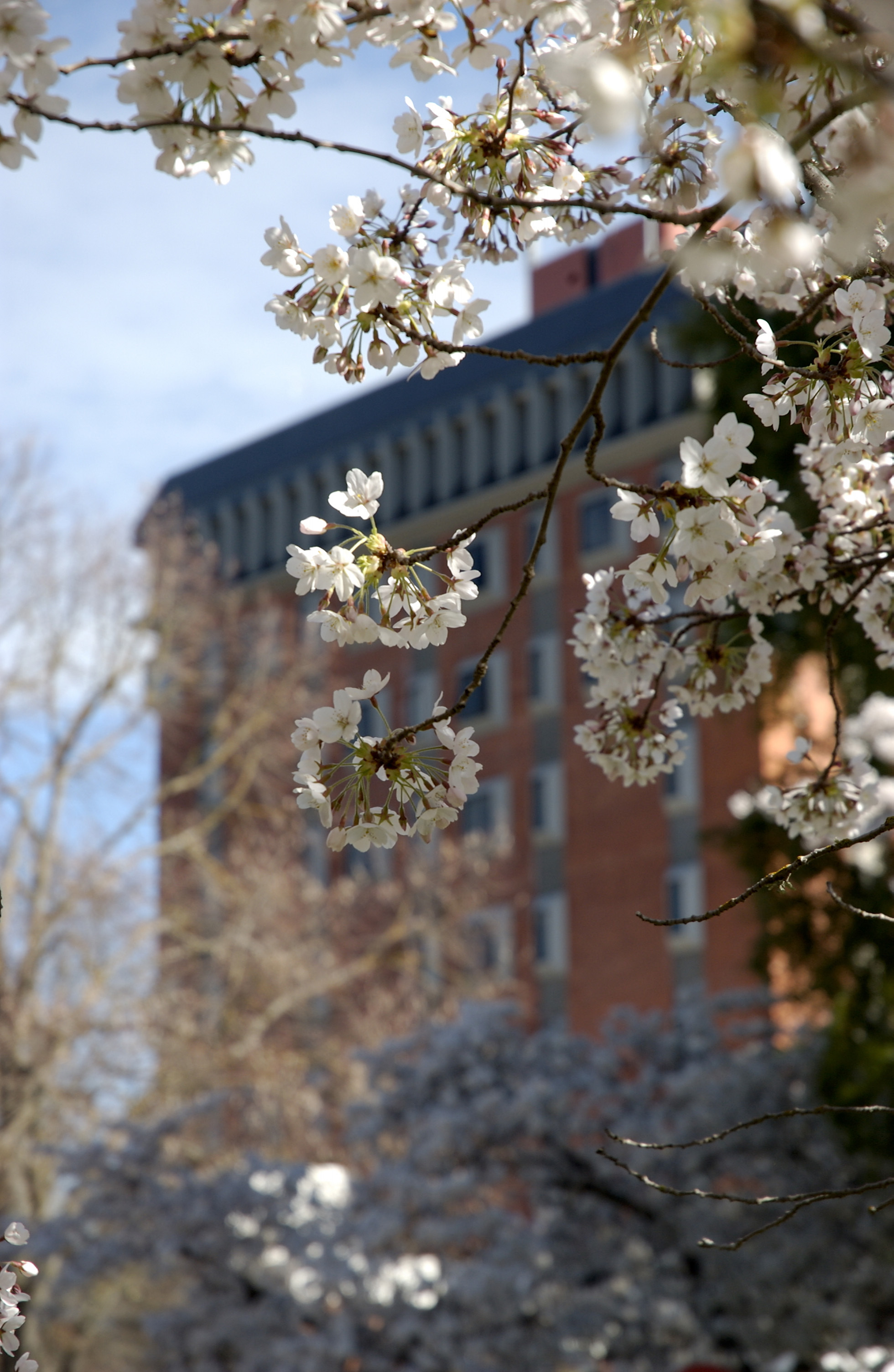 Lincoln Campus in Spring, 12 September 2006 (24)